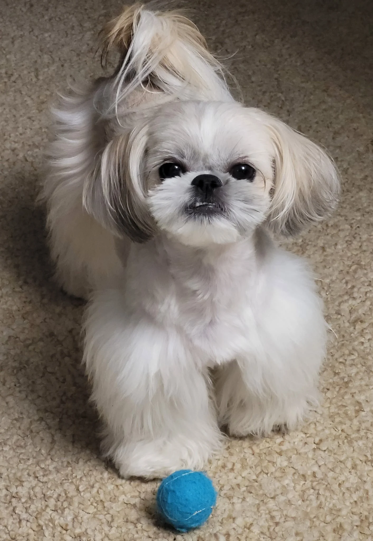 A small, fluffy white dog with gray around the ears sitting on a beige carpet with a blue tennis ball in front of it.