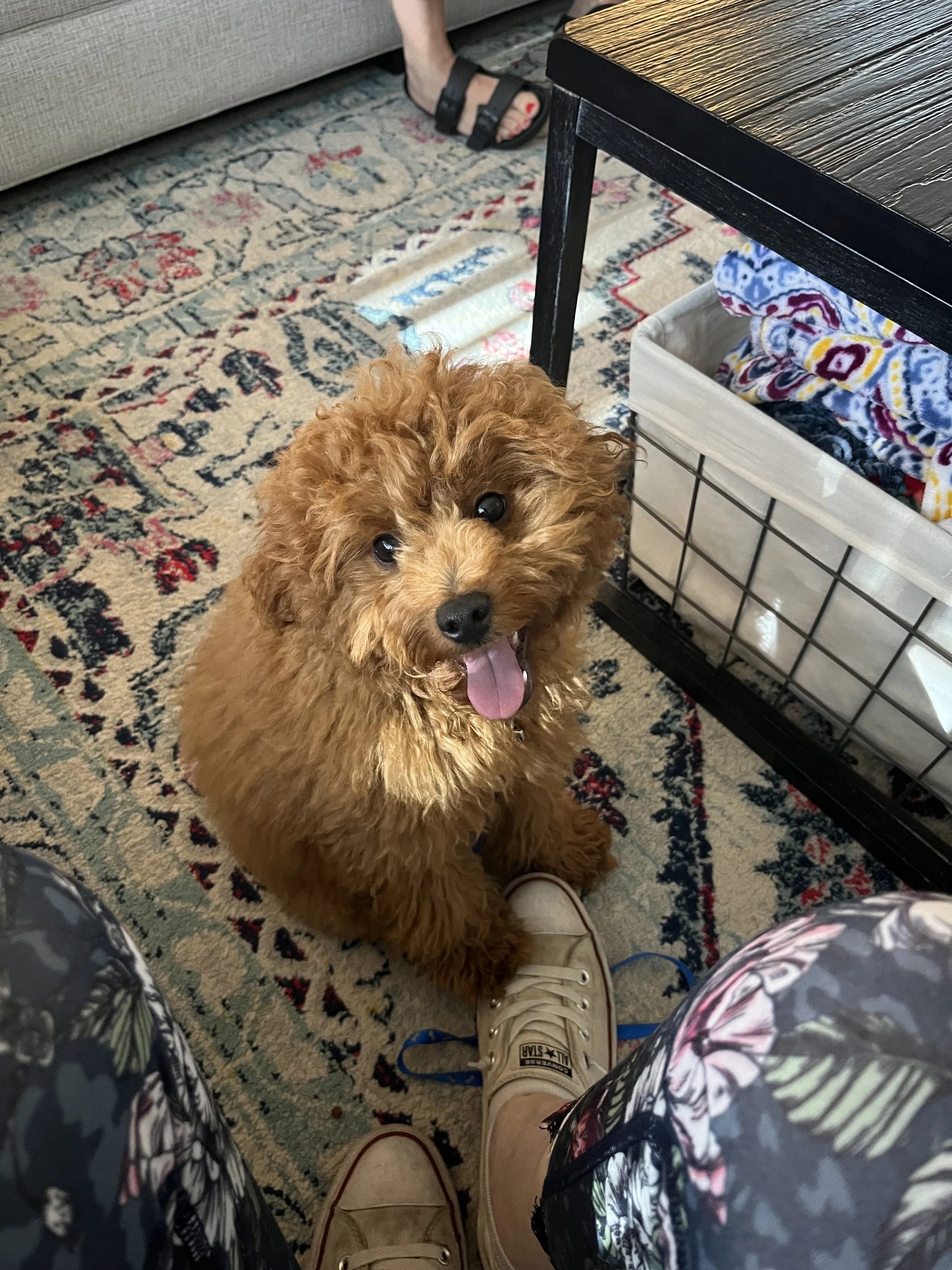 A small, fluffy, brown poodle puppy sitting on a patterned rug, looking up with its tongue out. The person taking the picture is wearing floral shorts and beige sneakers, and the puppy's gaze is directed at the camera.