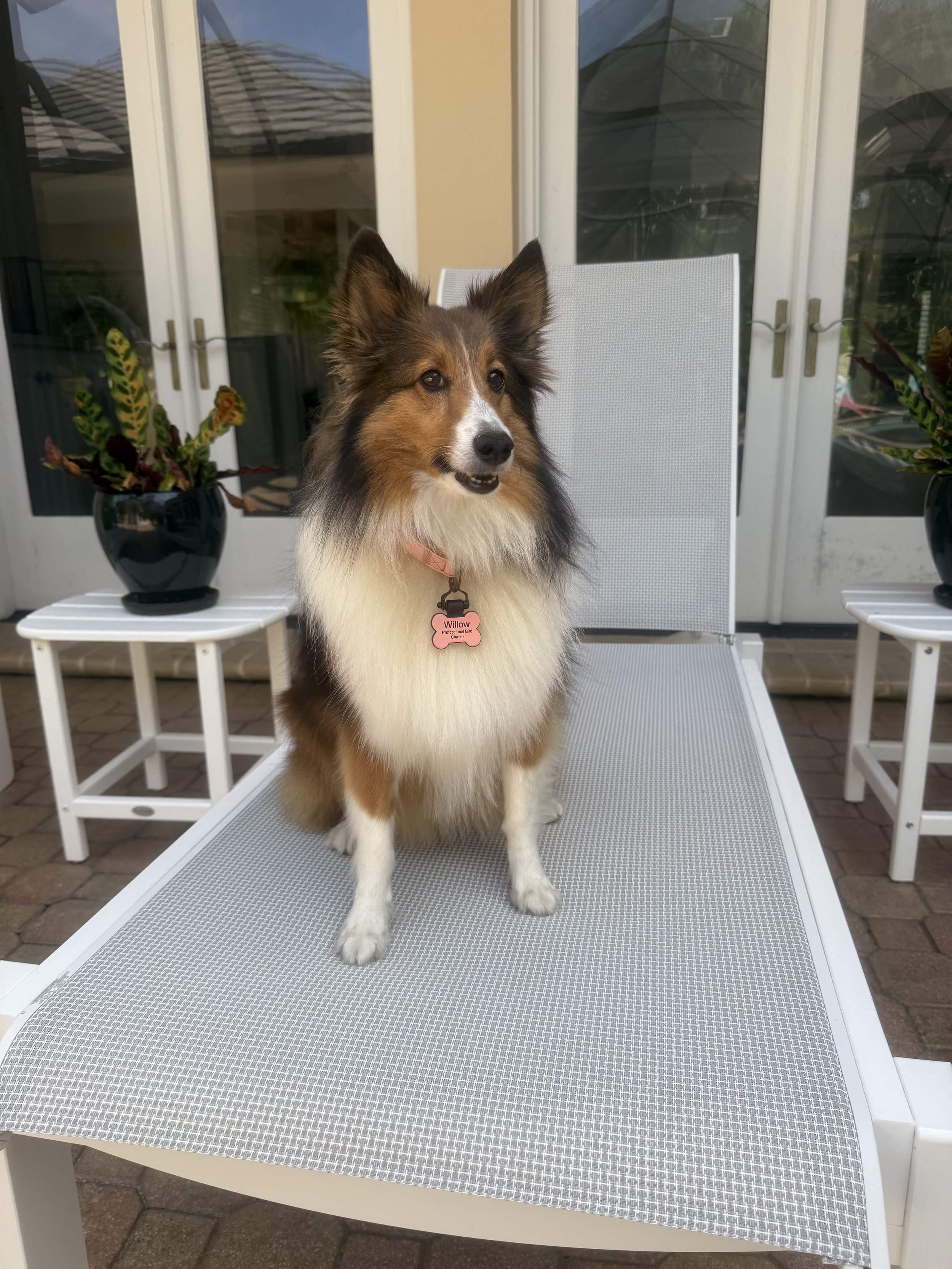 A Shetland Sheepdog sitting on a mesh lounge chair outside a house, with potted plants on white side tables and glass doors in the background.