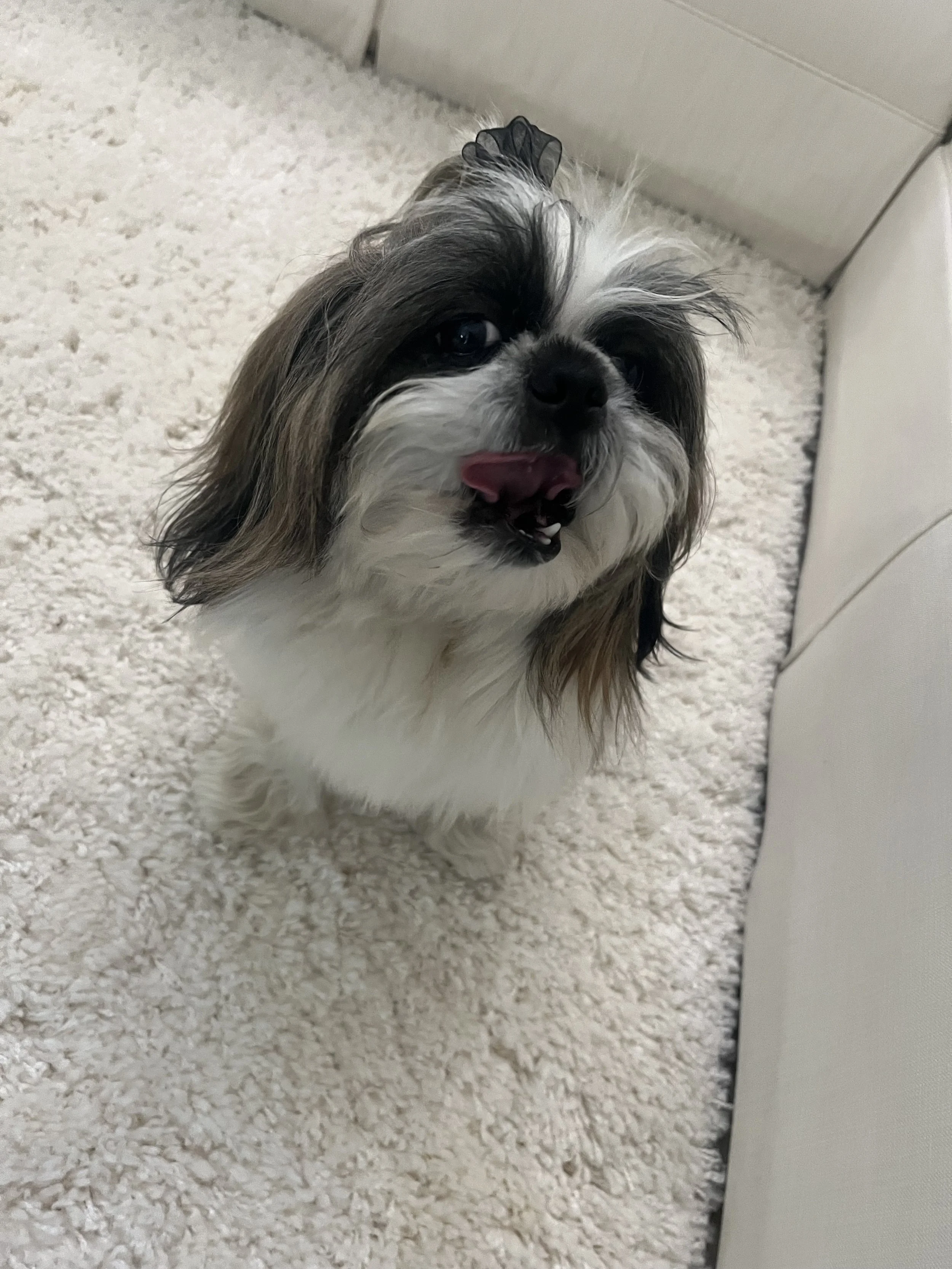 A small dog with long fur, black and white around the face, sticking out its tongue, sitting on a white fluffy carpet.