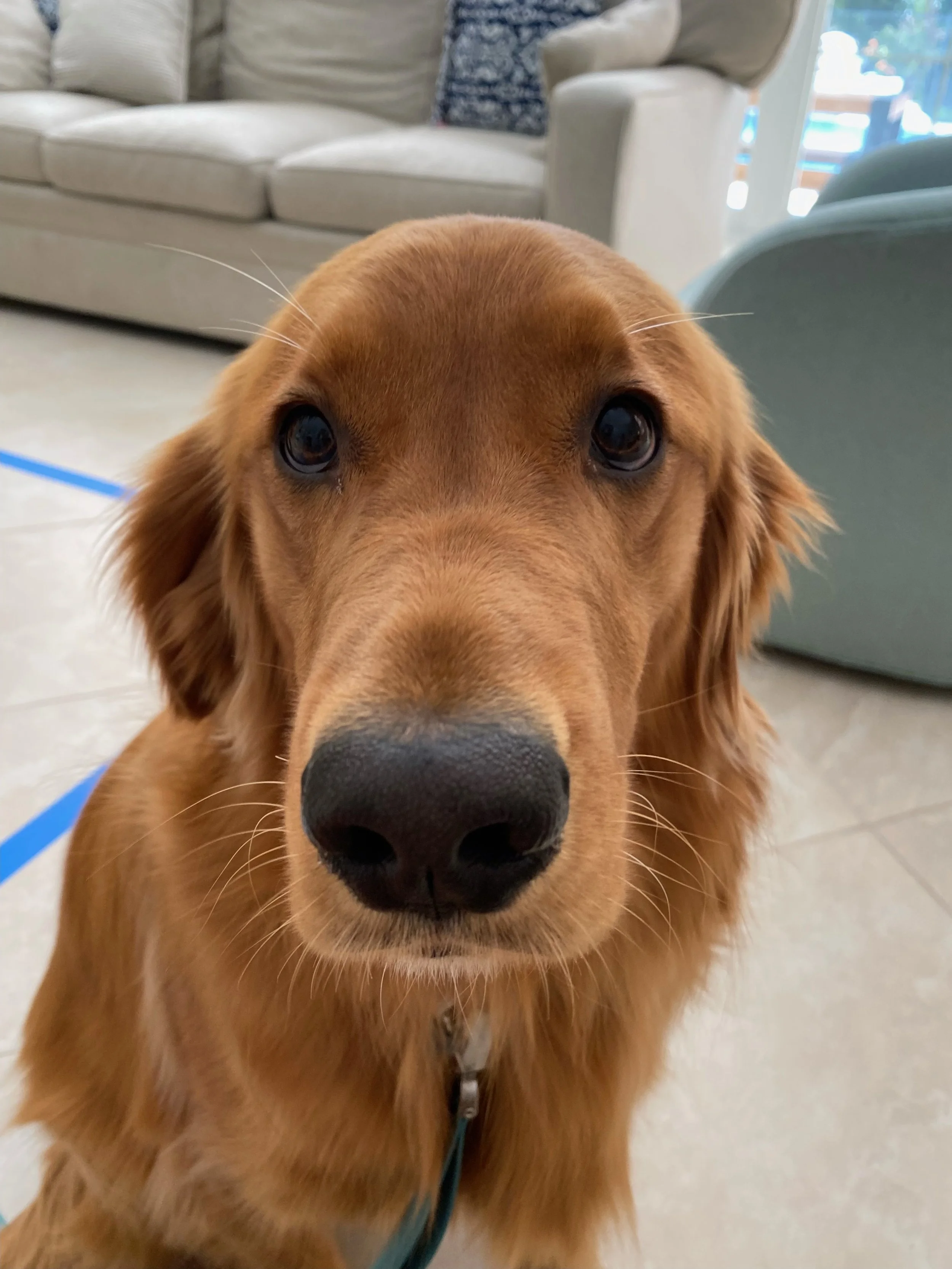 Close-up of a golden retriever dog with a black nose and brown eyes, indoors with couches and a window in the background.