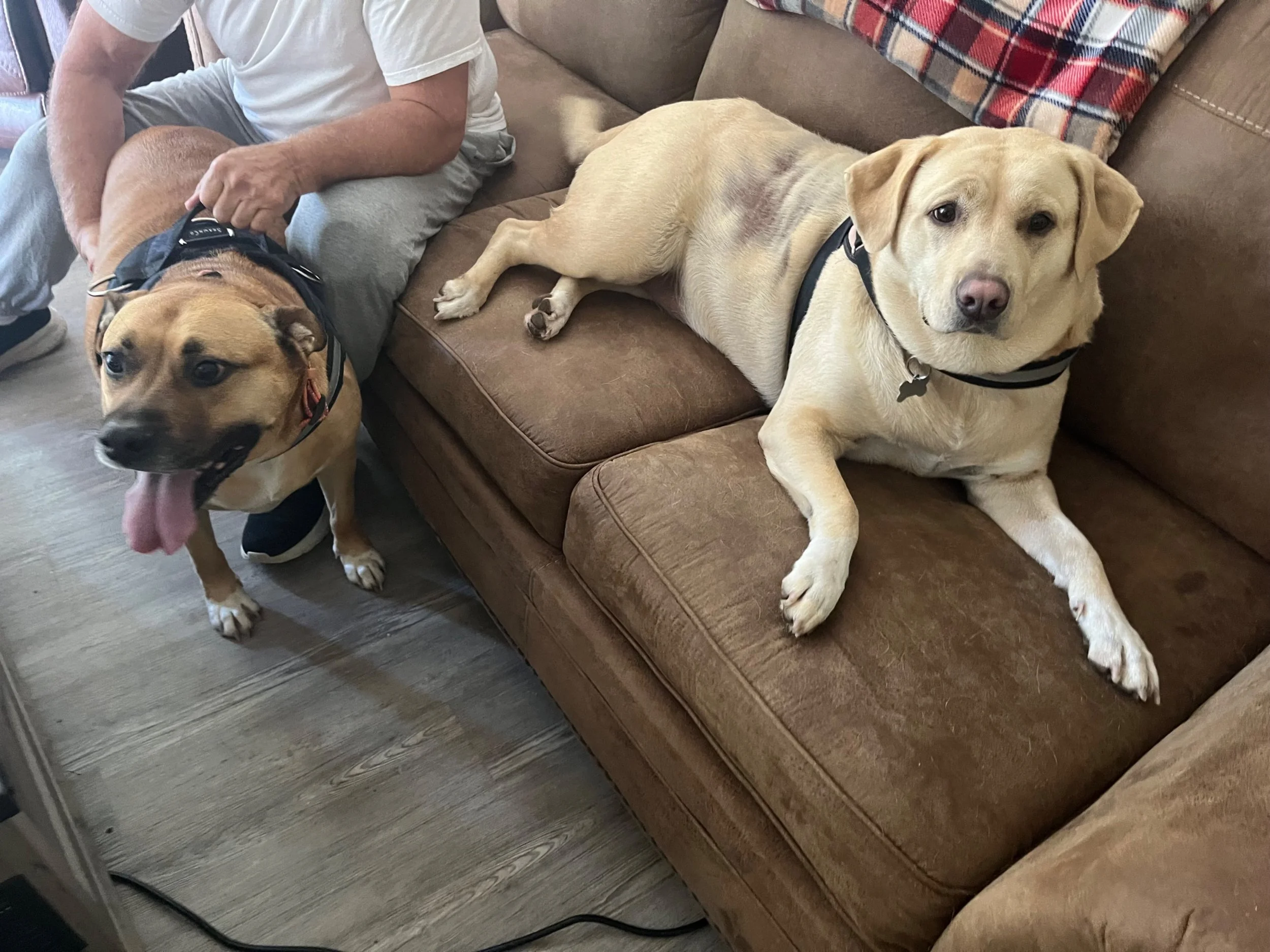 Two dogs inside a living room, one lying on a brown couch and the other standing on the floor beside the couch. The dog on the couch is light-colored and resting, while the other dog is darker with its tongue out, wearing a harness, and appears happy.