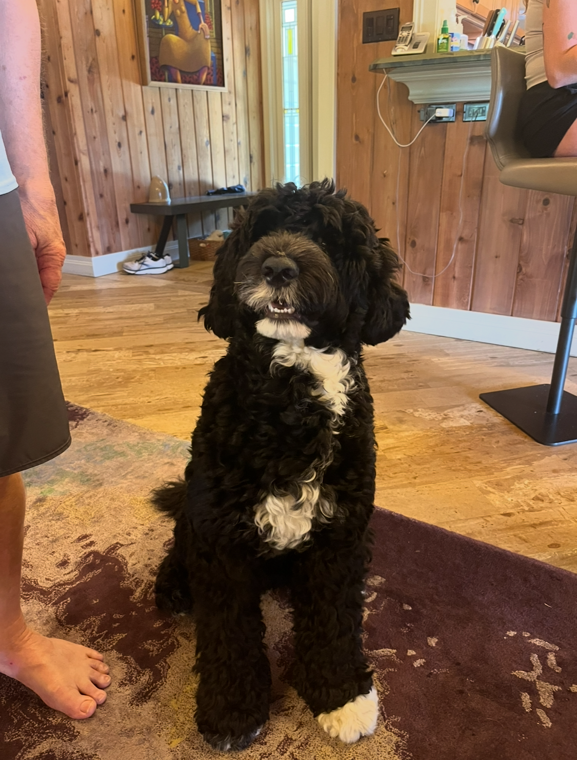 A black and white fluffy puppy sitting on a rug in a wooden-paneled room, looking at the camera with its mouth slightly open.