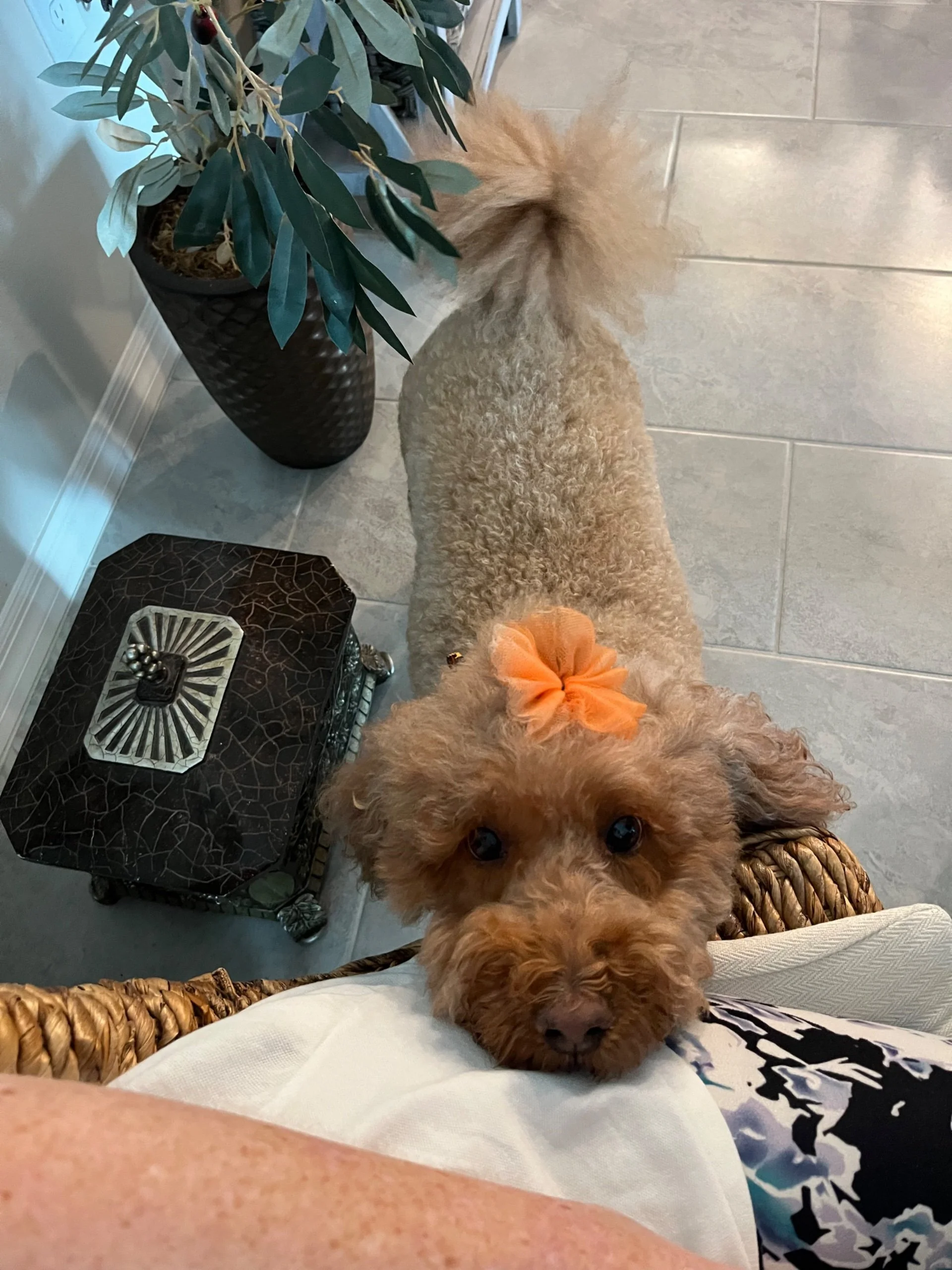 A small brown curly-haired dog with an orange bow on its head, looking up at the camera, standing next to a person's leg, in a room with tiled floor, potted plant, and decorative furniture.