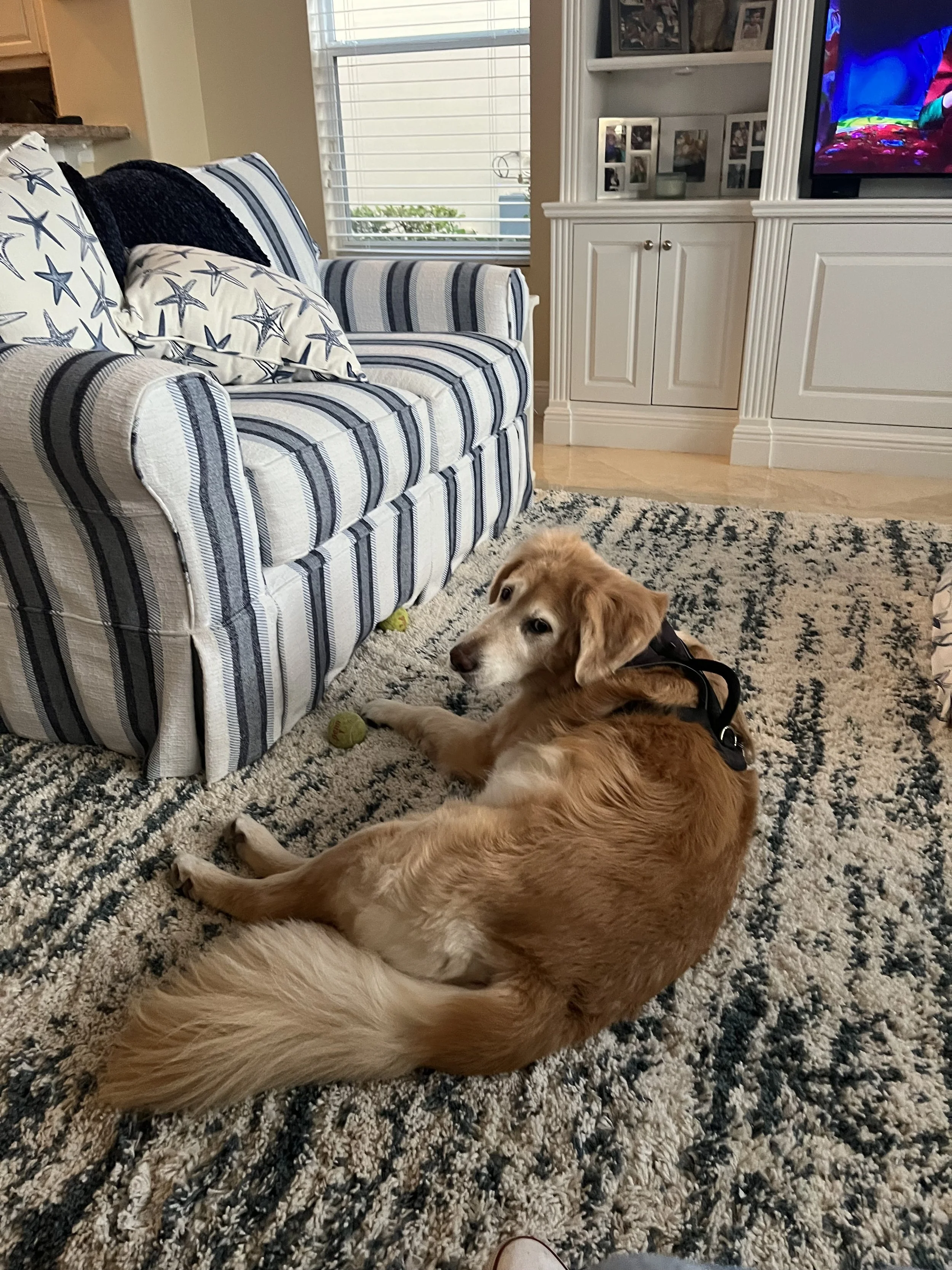 A golden retriever lying on a patterned rug in a living room, looking at the camera. The dog has tennis balls near its front paws and is wearing a black harness. There is a striped sofa with star-patterned pillows and a TV on a white cabinet in the background.