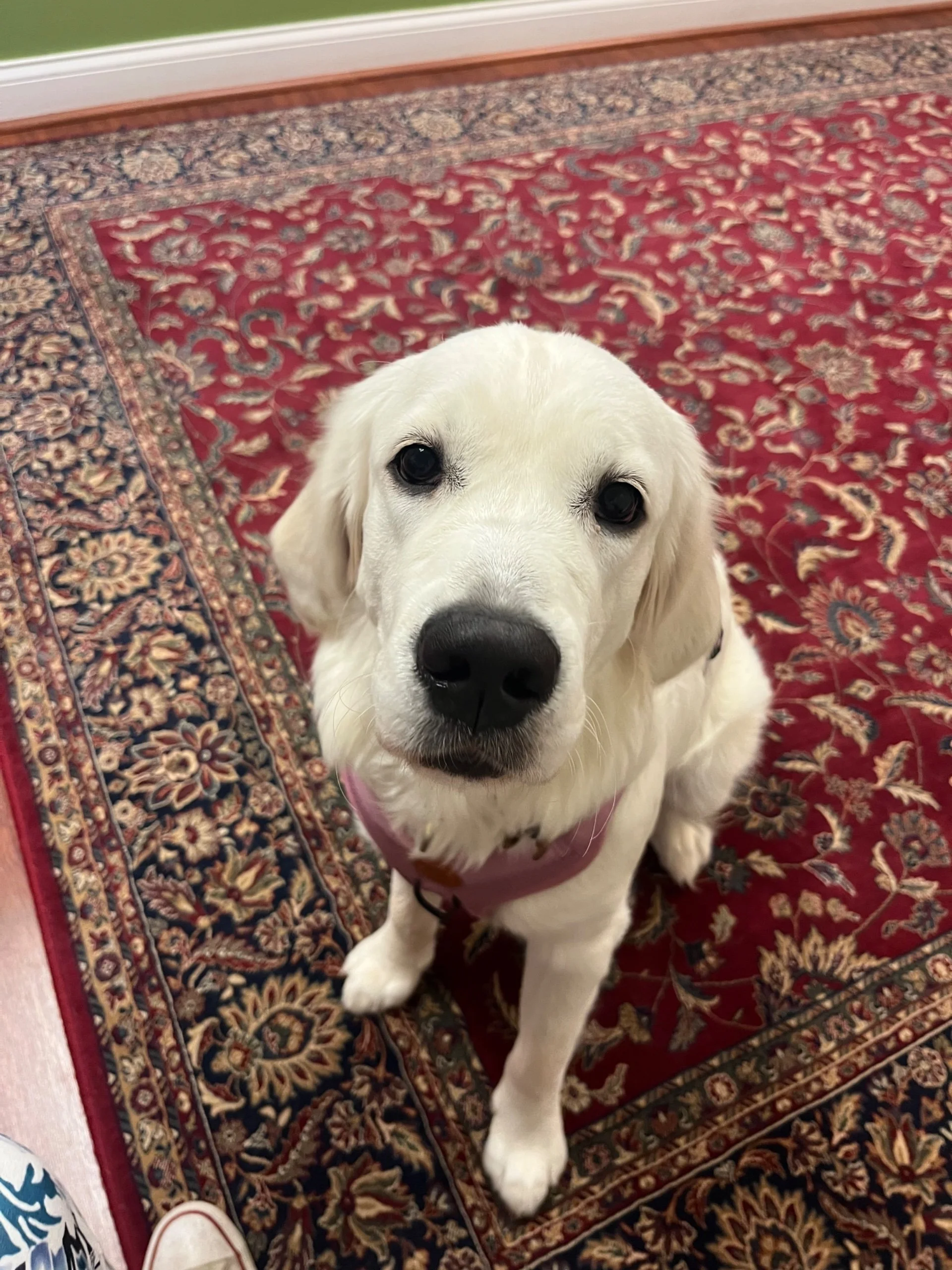 Close-up of a white retriever dog with a pink harness sitting on a red and beige patterned area rug.