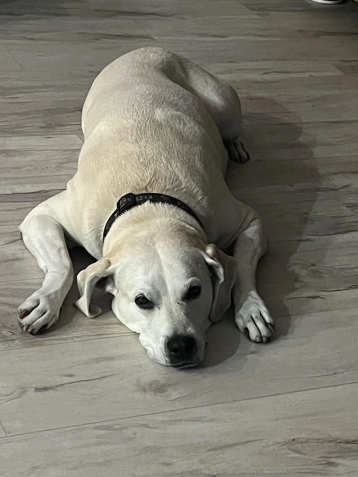 A light-colored dog lying on a wooden floor, looking at the camera.