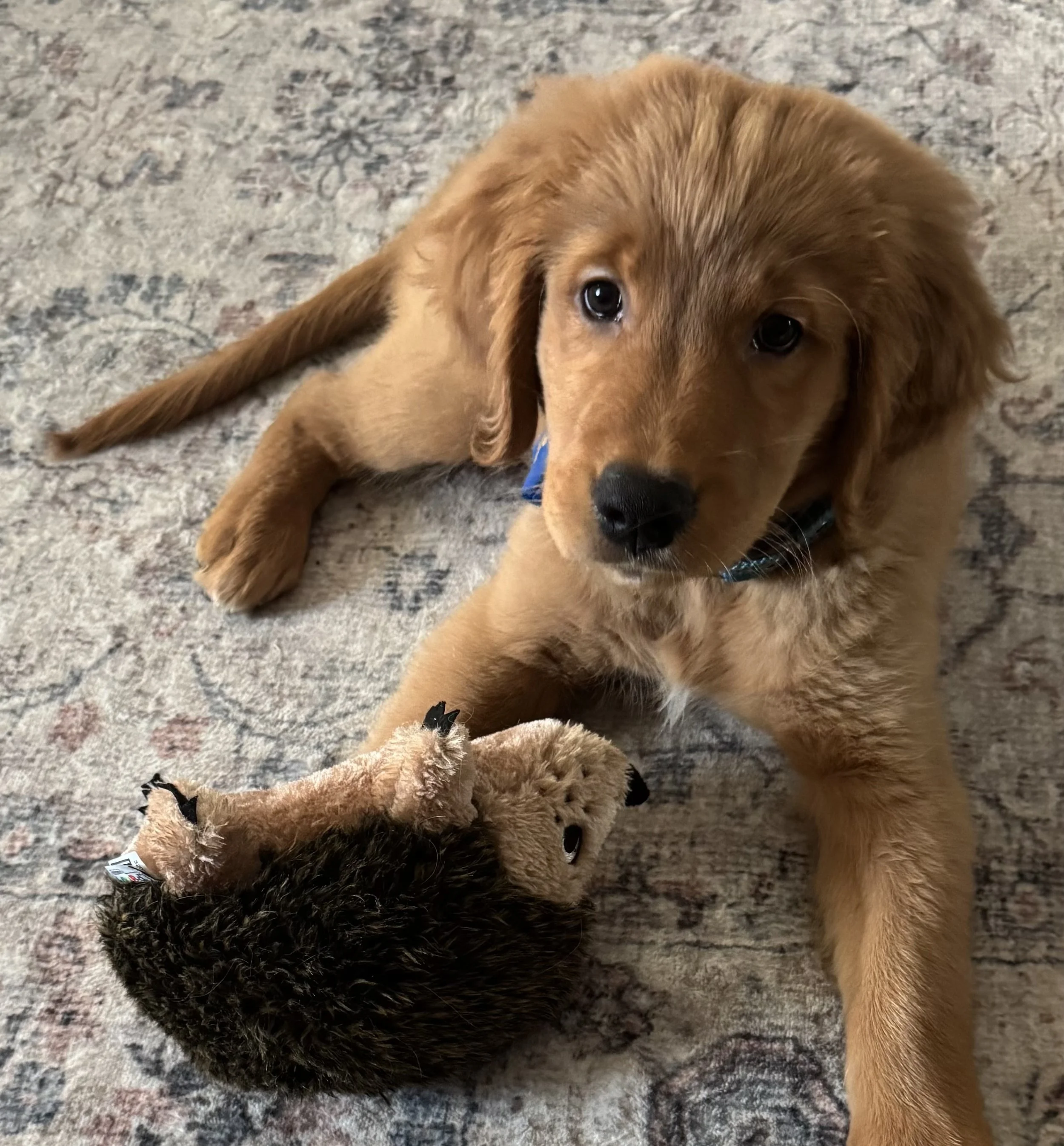 Golden retriever puppy lying on a patterned rug, playing with a plush hedgehog toy.