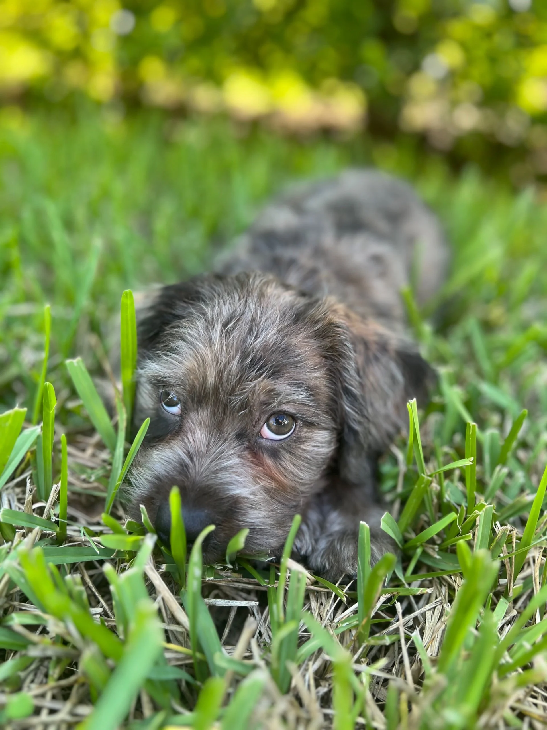 A puppy lying in the grass with a blurred background of green trees.