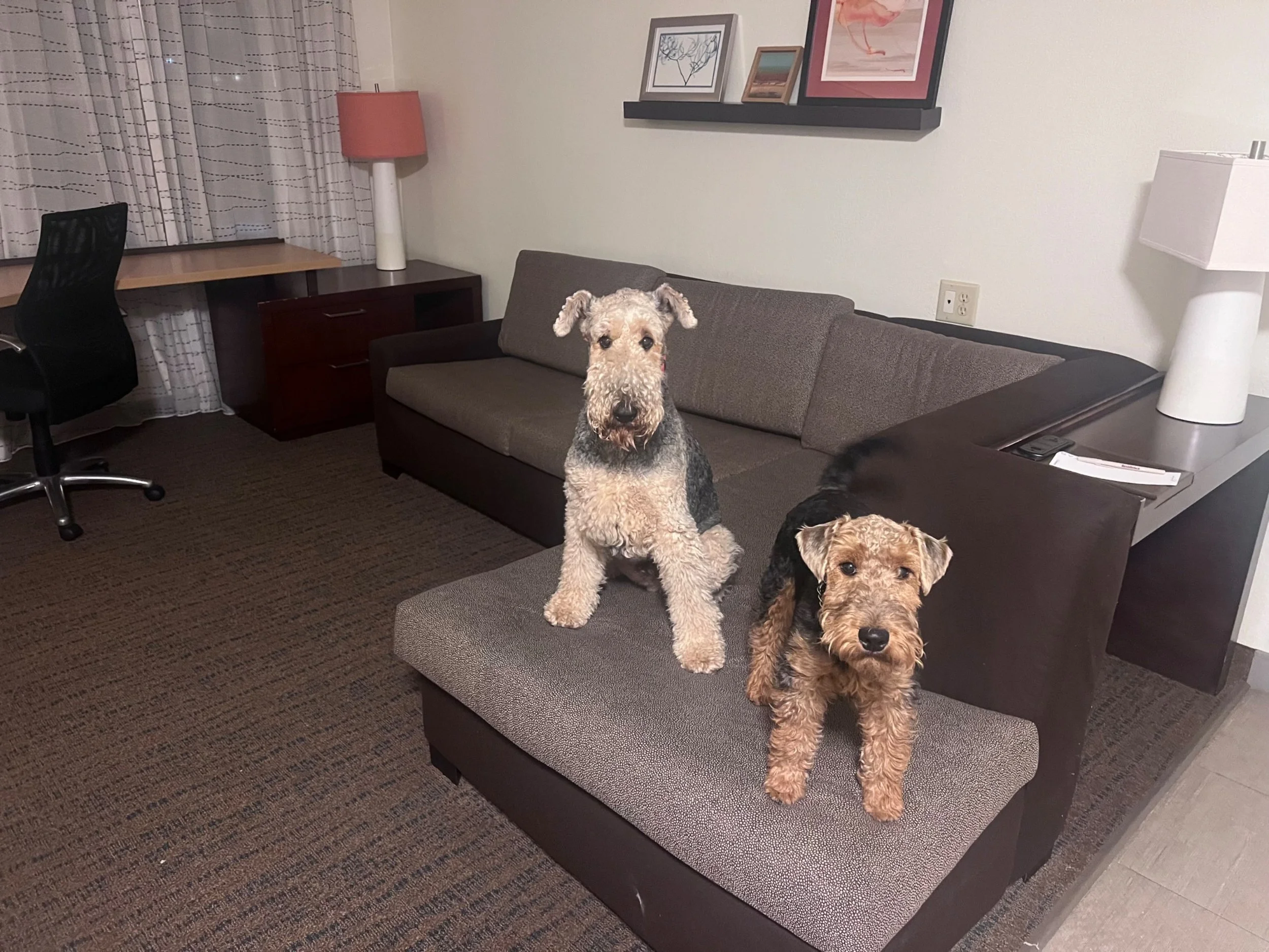 Two dogs sitting on a sofa in a living room, with a desk and office chair in the background, and framed pictures on the wall.