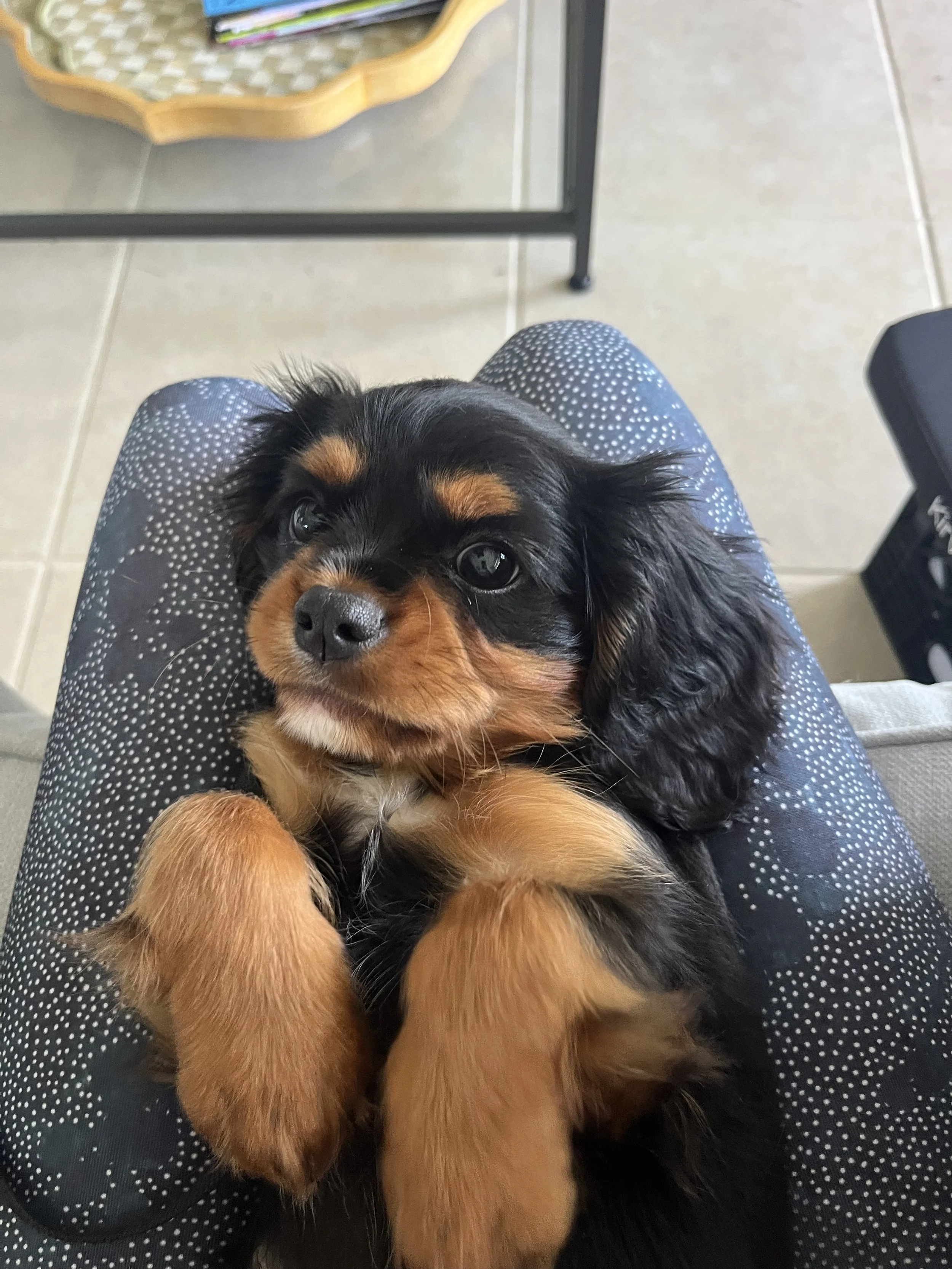 A small black and tan puppy with floppy ears lying on a person's lap, looking up at the camera.