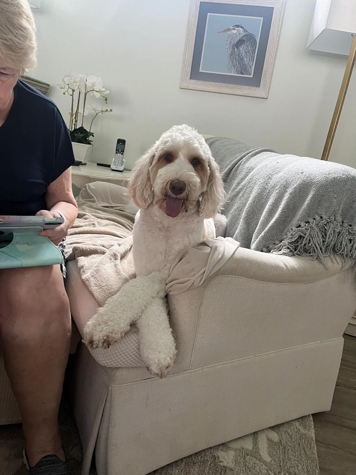 A white fluffy dog with floppy ears and tongue hanging out sitting on a beige armchair, with part of a woman wearing a dark shirt and holding a phone visible on the left side. The background features a framed painting of a heron, a potted orchid, and a cordless phone on a side table.