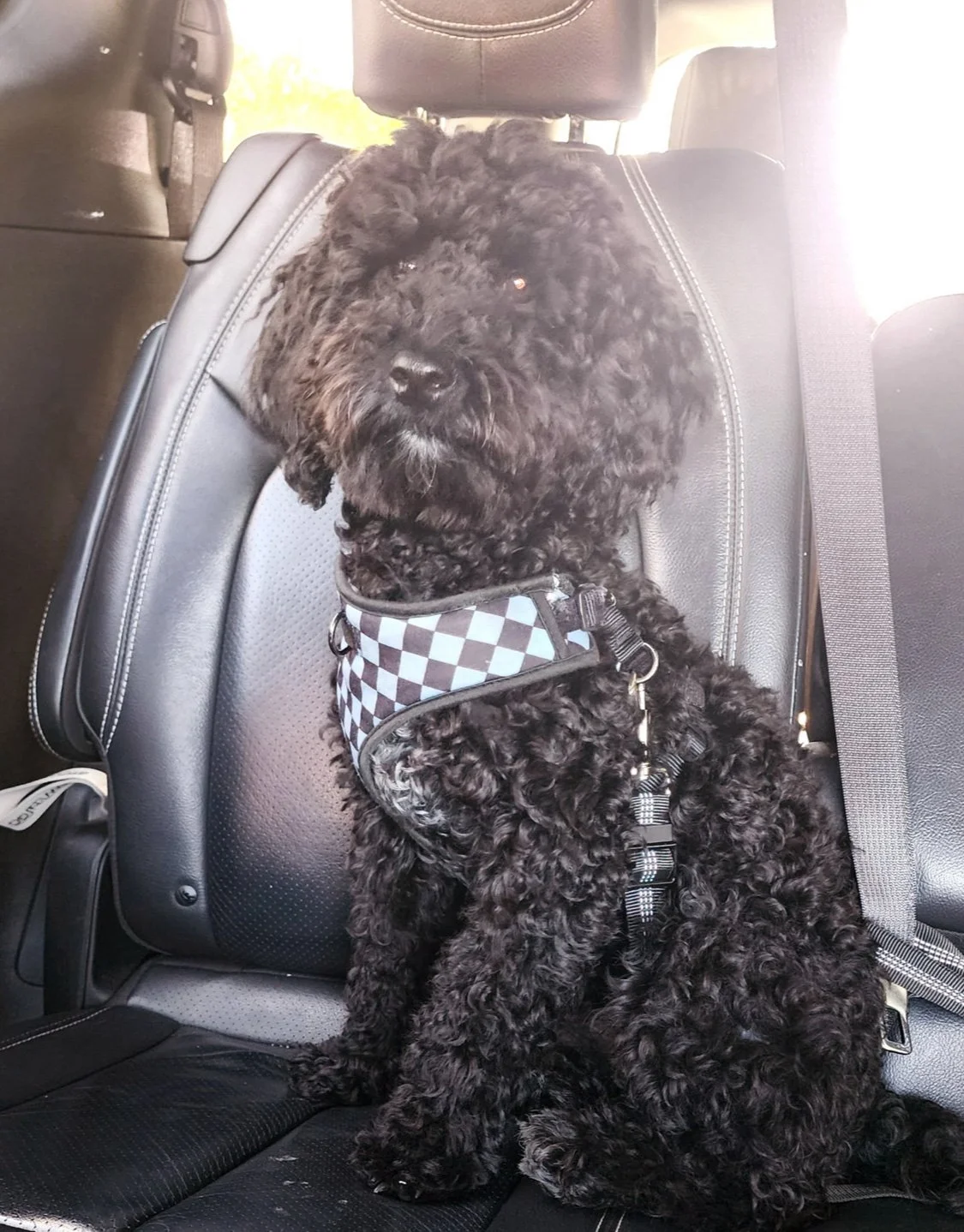 A black curly-haired dog sitting on the backseat of a car, wearing a checkered harness.