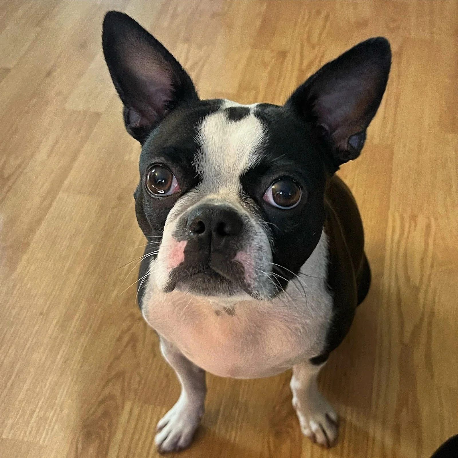 Close-up of a Boston Terrier looking up, with large ears, black and white fur, and a pink spot on the nose, standing on a wooden floor.