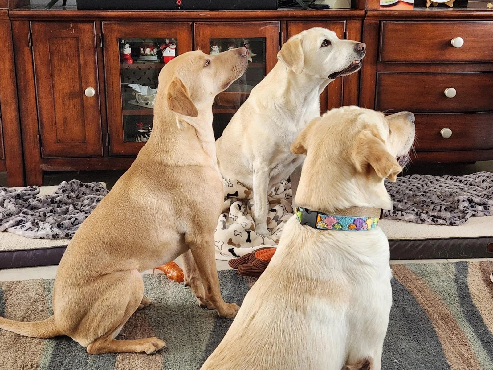 Three yellow Labrador dogs sitting indoors on a carpet, facing a wooden cabinet, looking attentively at something out of frame.
