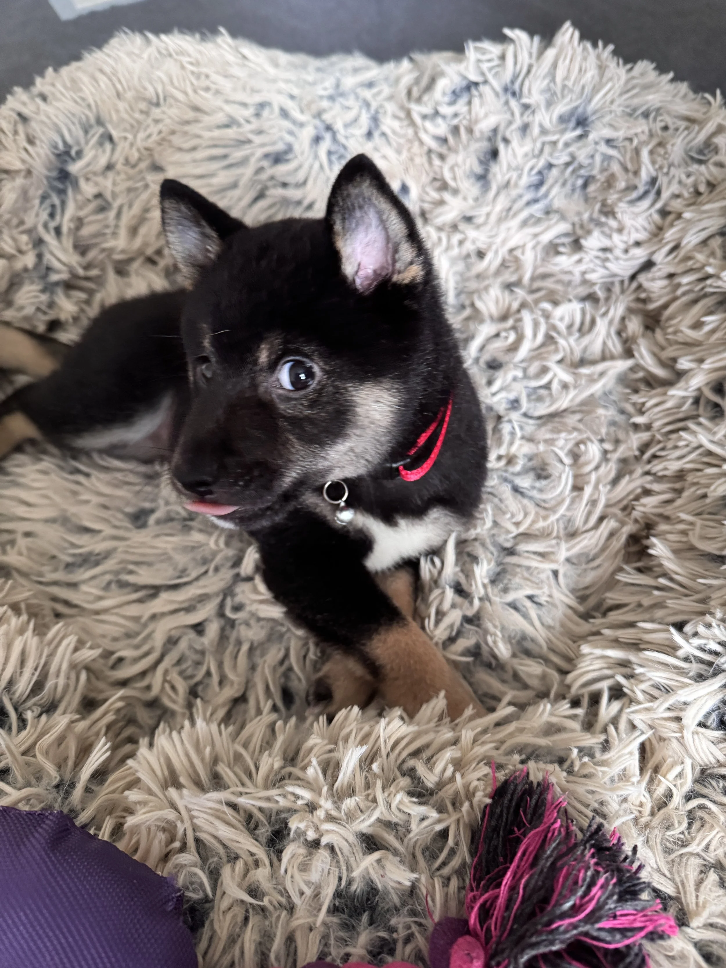 A small black and tan puppy lying on a fluffy beige rug, wearing a red collar with a silver bell.