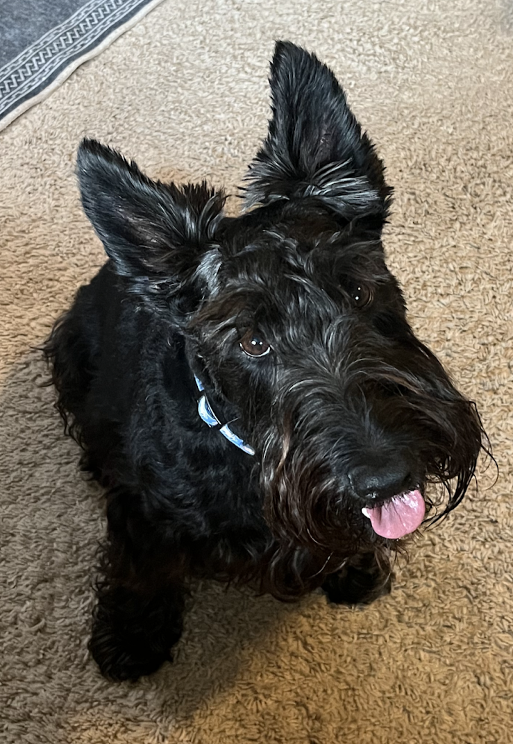 A black Scottish Terrier dog with pointed ears sitting on a beige carpet, looking up at the camera with its tongue slightly out.
