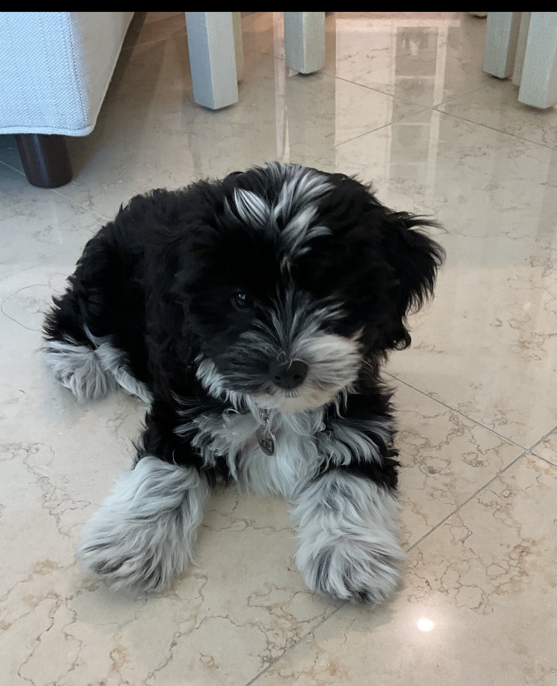 A cute black and white puppy lying on a shiny tiled floor indoors, with furniture in the background.