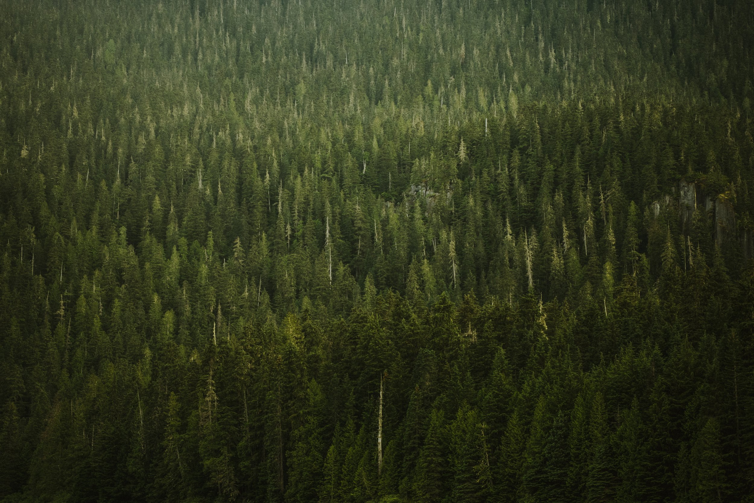 BC Trees 1.jpg