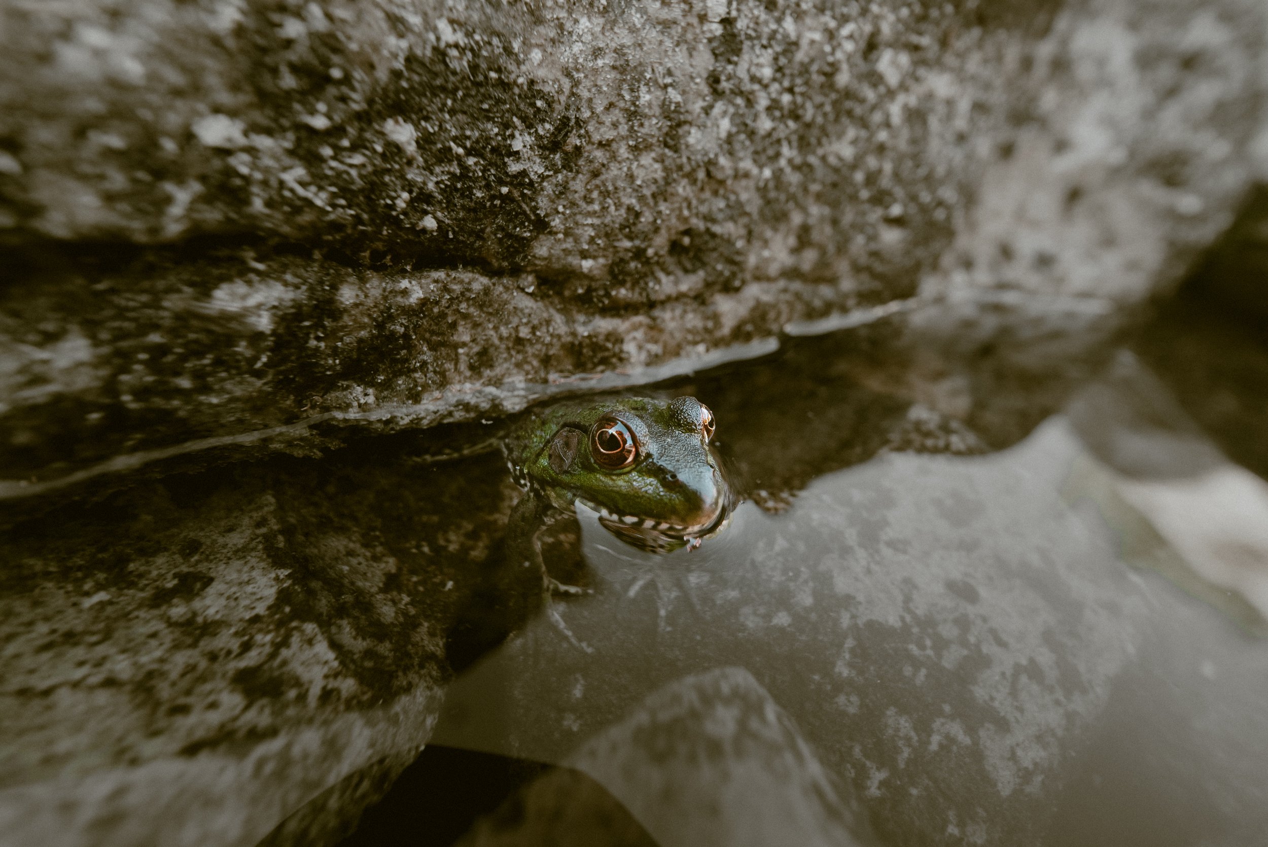 Tobermory Frog 1.jpg