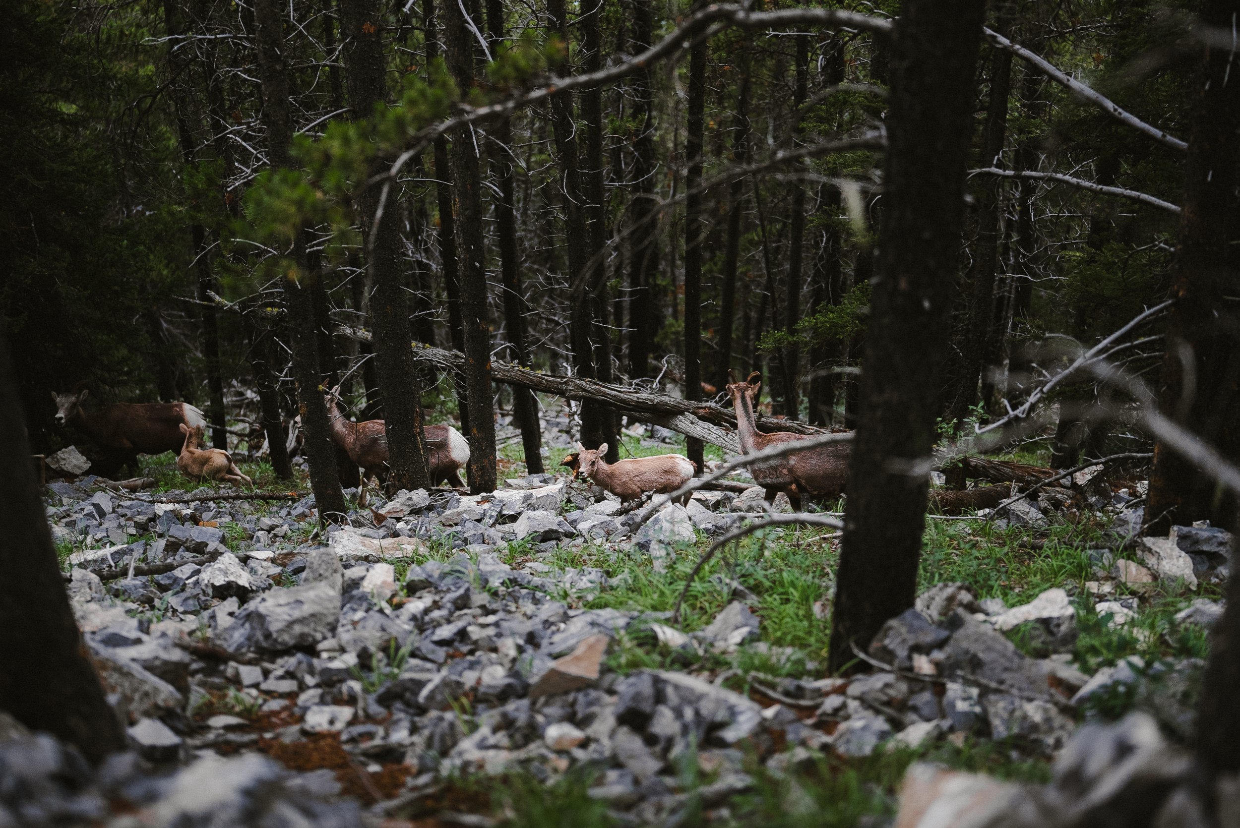 Wildlife Alberta 2.jpg
