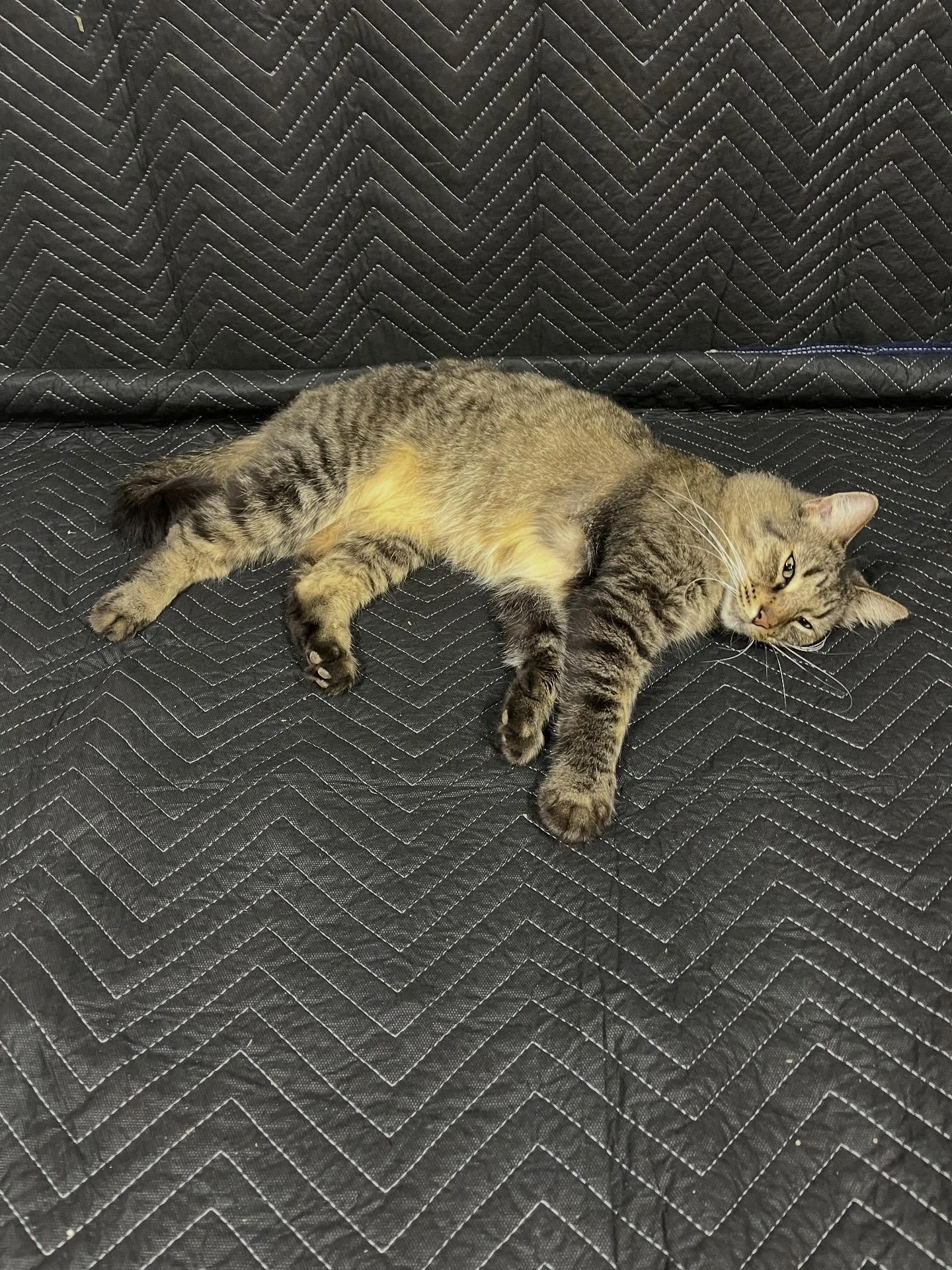 Setting up to shoot some instruments going up for sale. The Killmeister thinks I did it for her comfort. #killmeister #shopcat #rescuecatsofinstagram