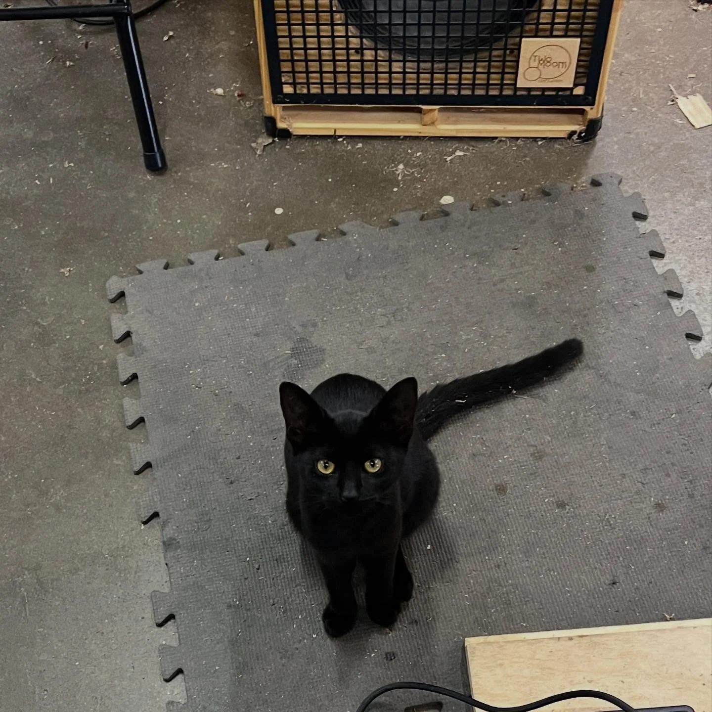 Seems I have another shop cat.