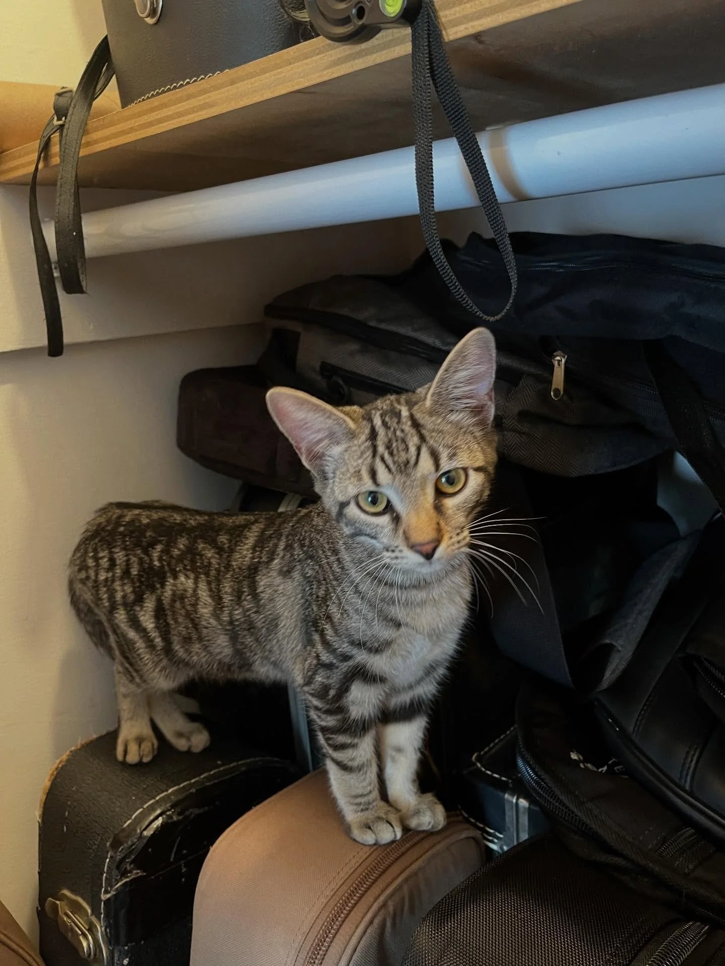 I really shouldn&rsquo;t have let her climb gig bags when she was tiny. Too late to break her of it and she is adorable.