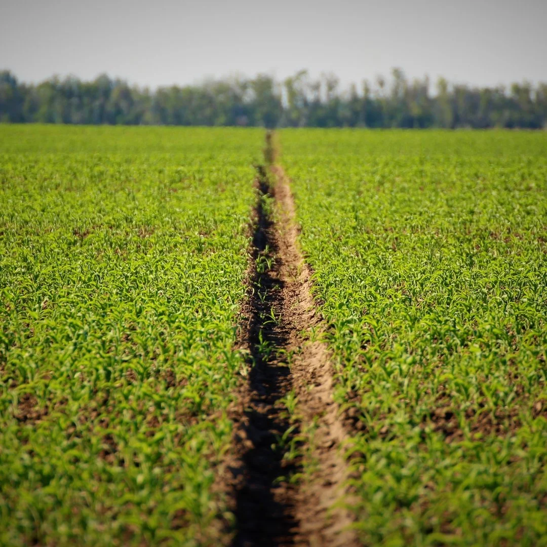 Three Days to a Rut: Why Deliberate Variation Makes You a Better Leader