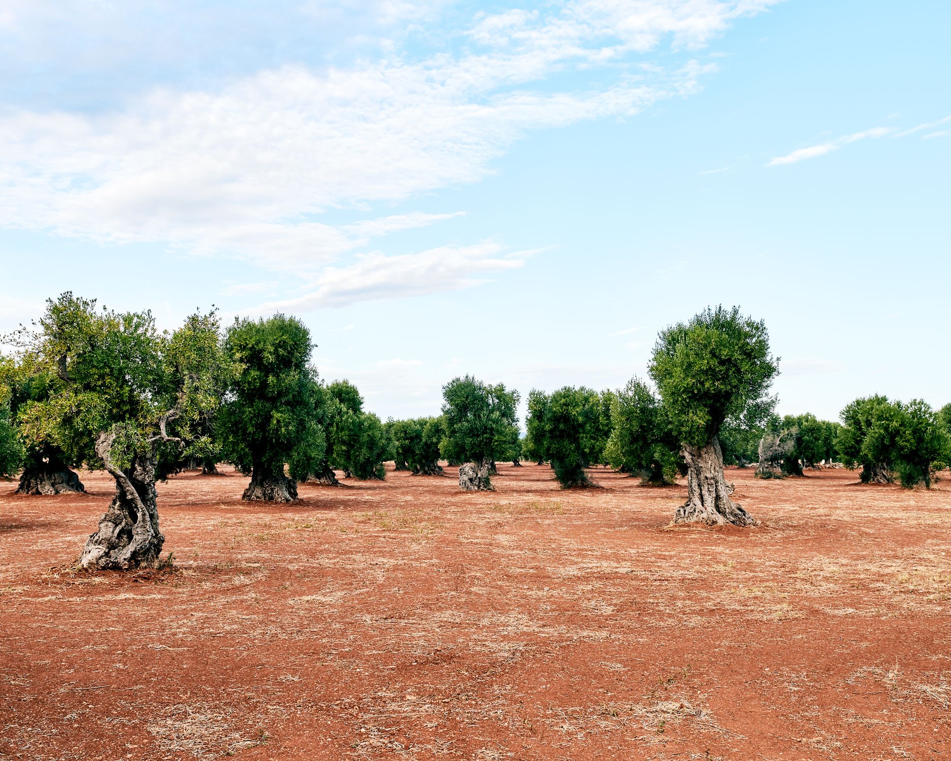 190924-03-murrayhall-t&l-masseria-torre-maizza-0151.jpg