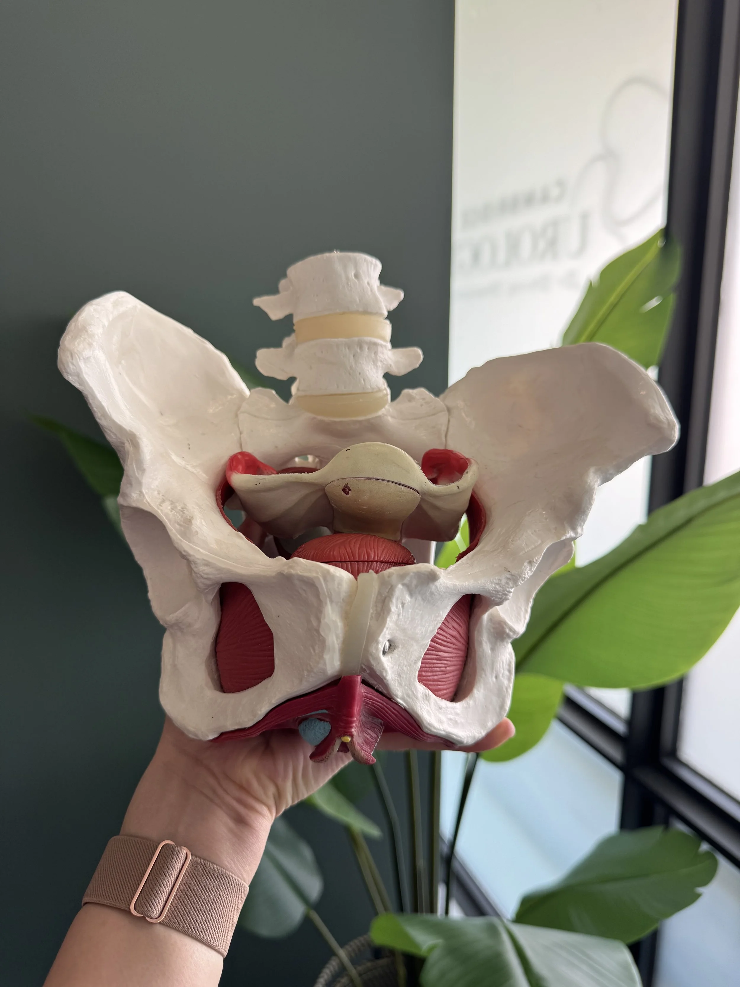 What Is the Pelvic Floor — and Why Should You Care?