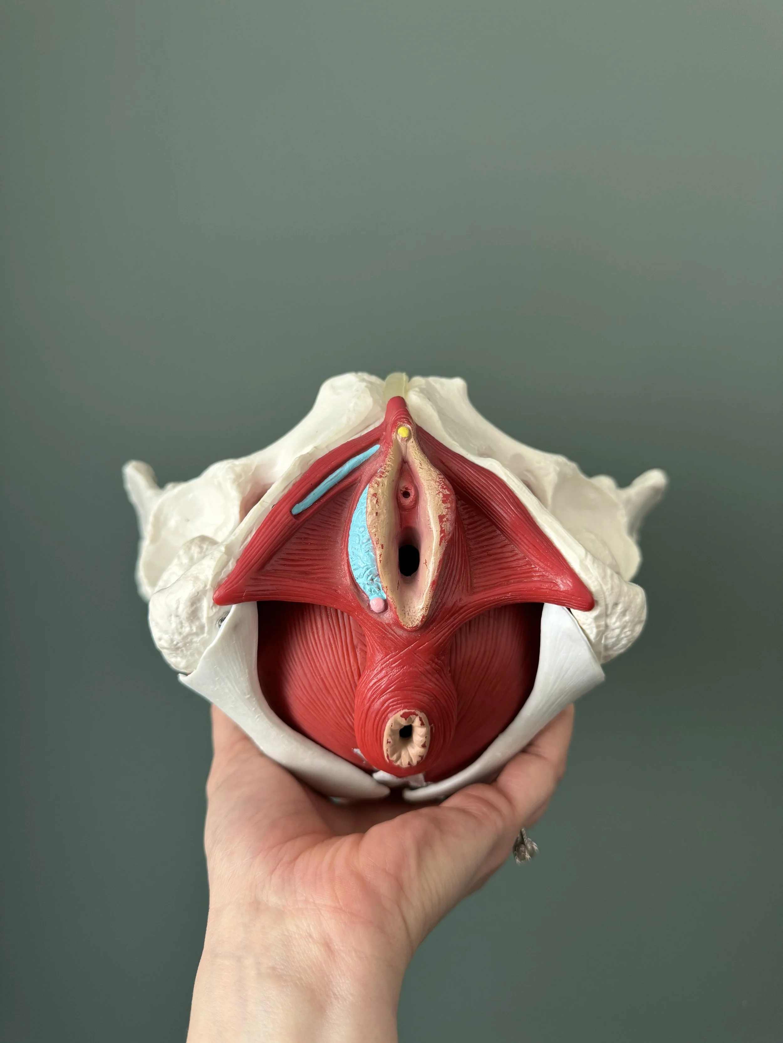 Female Pelvic Floor Muscles