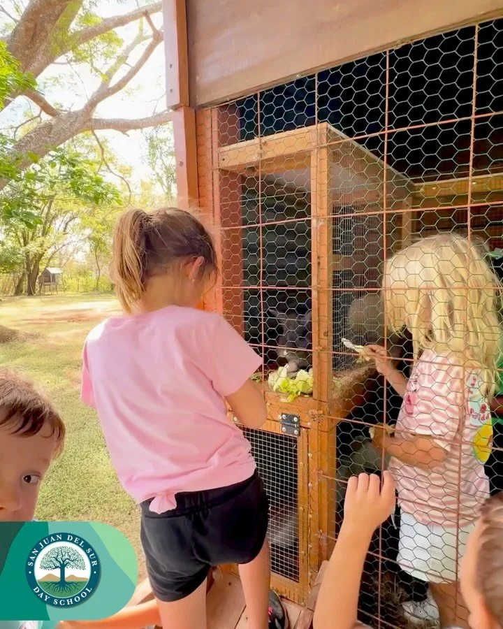 Last week, our sustainability program welcomed some new furry friends! Joining our chickens, bunnies have become an exciting hands-on learning opportunity for our students.

Through this experience, students are learning about animal husbandry and th
