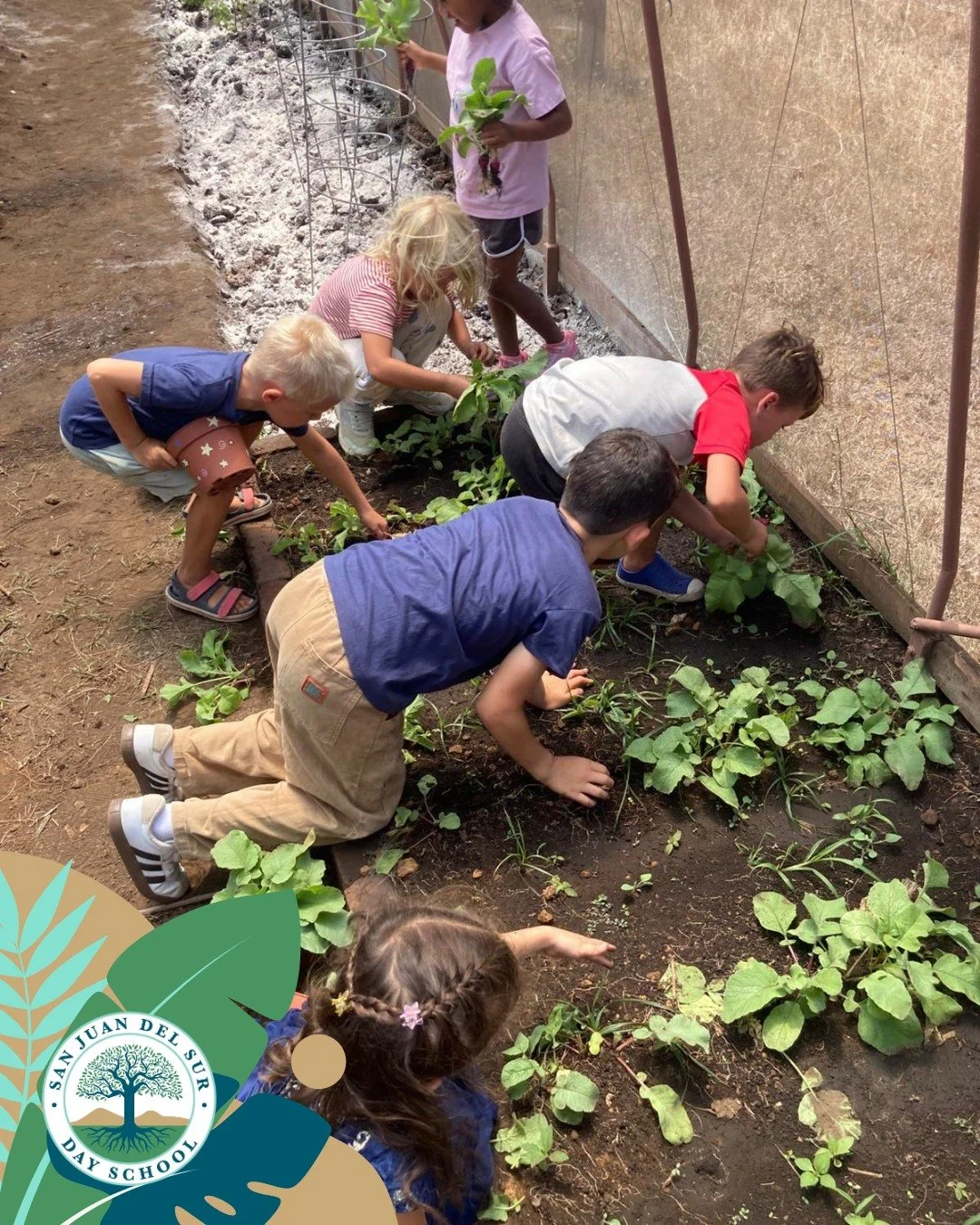 Our Kindergarten students spent the morning learning about sustainability during a garden tour. 

They explored cycles on campus by harvesting and tasting fresh tomatoes and radishes straight from our greenhouse, then visiting the chickens to feed th