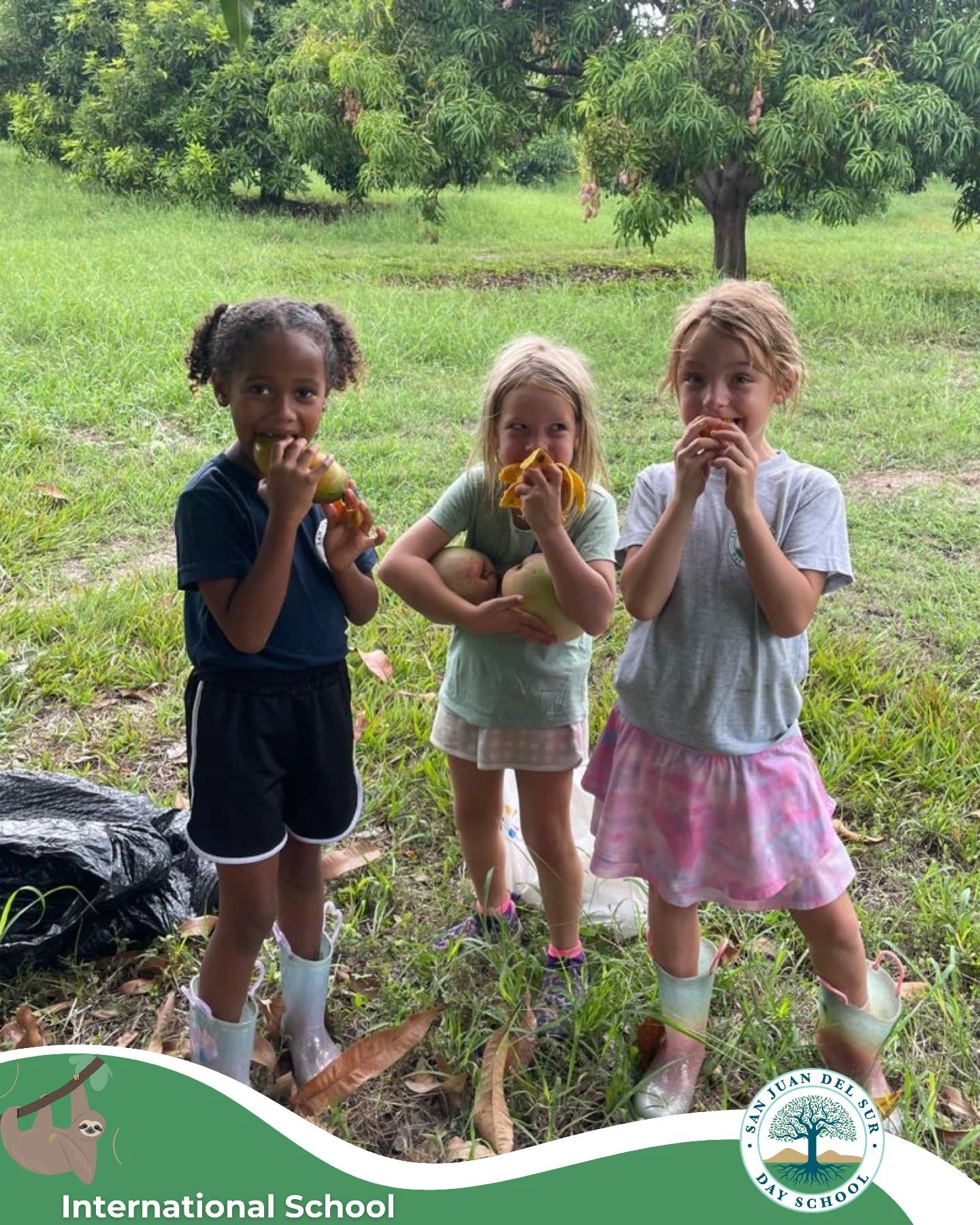 How do young children learn what it means to share? 

By living it. 💚

During their visit to a botanical garden, our Early Childhood students explored nature, picked fresh fruit, and returned to school ready to share their mangos with teachers, our 