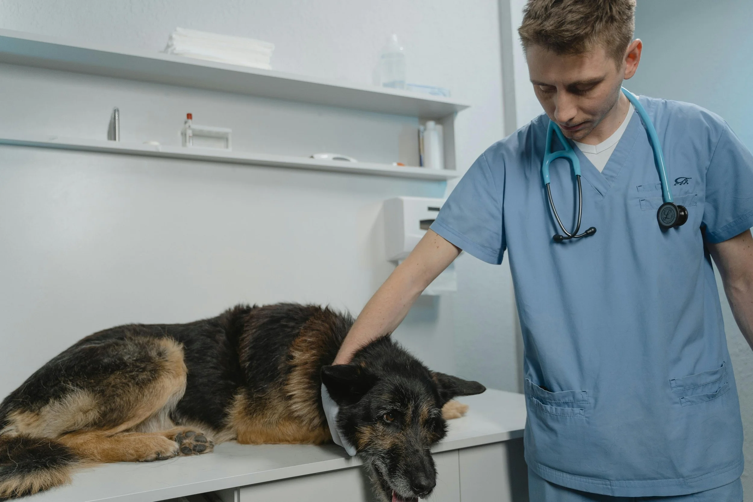 A veterinarian caring for the dog