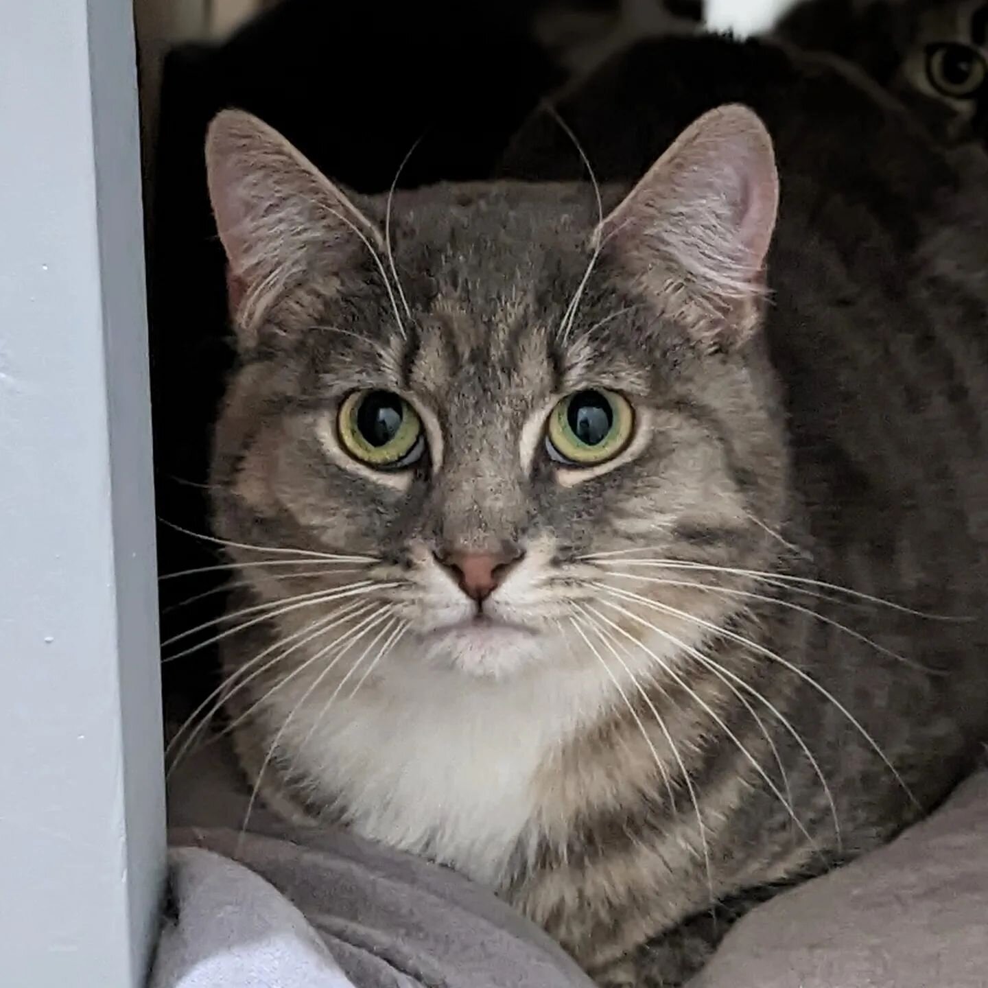 Happy Mother's Day from Abi, Naomi, Mari, Anna and Helena and all of us from Queen City Cats! 💐💝🌈🦋

Because of our kitty village working together, these girls will not be mothers this kitten season. 👏 

#spayandneuteryourpets #adoptlocal 
#adopt