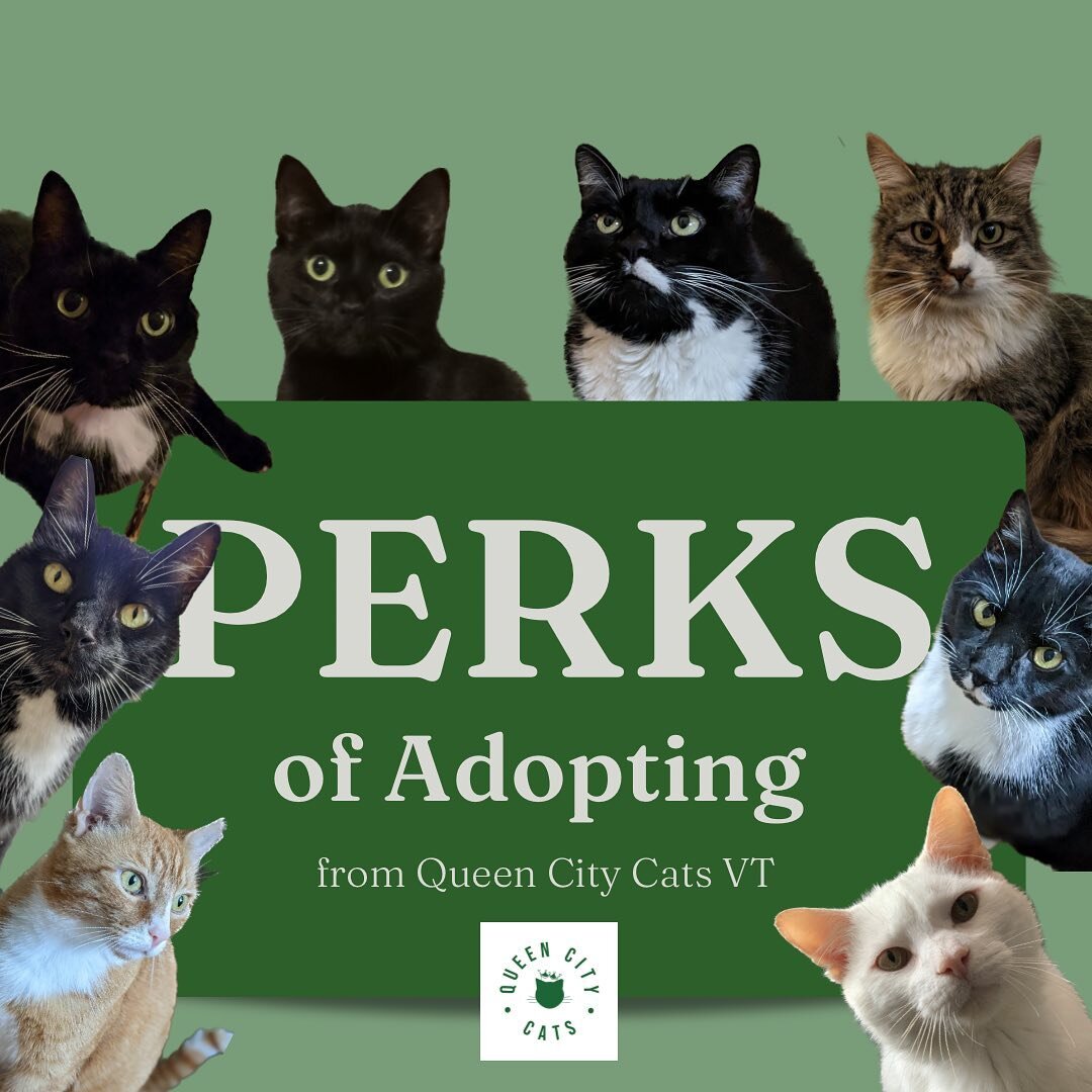 You get more than just a new best friend when you adopt from Queen City Cats VT. Check out the extra perks.  #adoptdontshop #availablecat #vermont #burlington