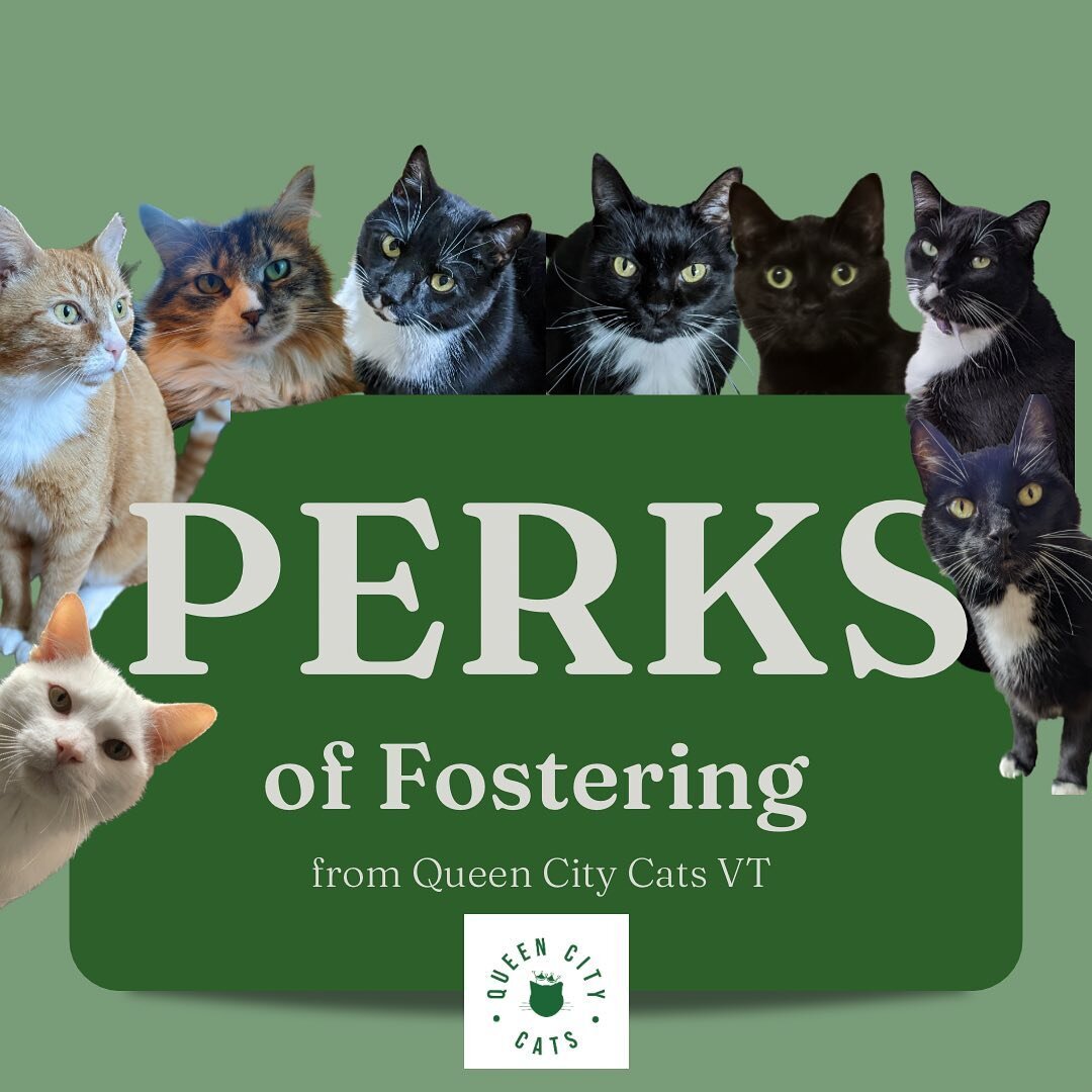 Are you thinking of fostering? Check out the perks of doing so with Queen City Cats VT, and join our team 💕🐾 #vermont #burlington #burlingtonvt #catfoster #nonprofitorganization #catrescue