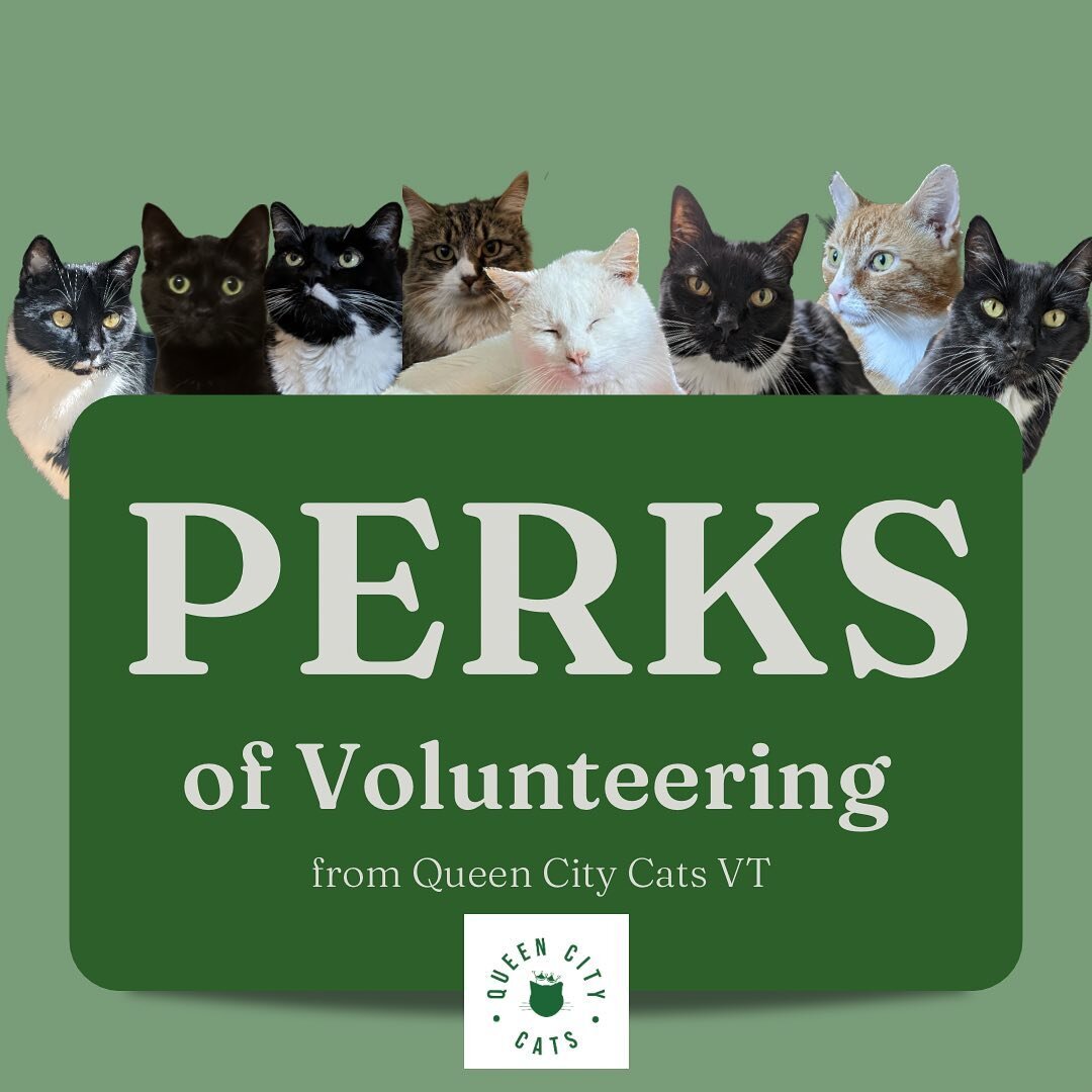 Have a little spare time and don't know what to do? Check out the perks of becoming a volunteer at Queen City Cats VT!  #vermontbyvermonters #catrescue #burlington  #burlingtonvt  #vermont #vermontnonprofits #volunteer