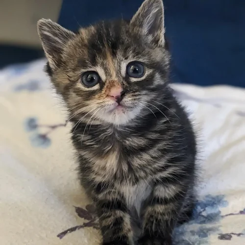 Queen City Cats VT | Discover Cats - Volunteer Today