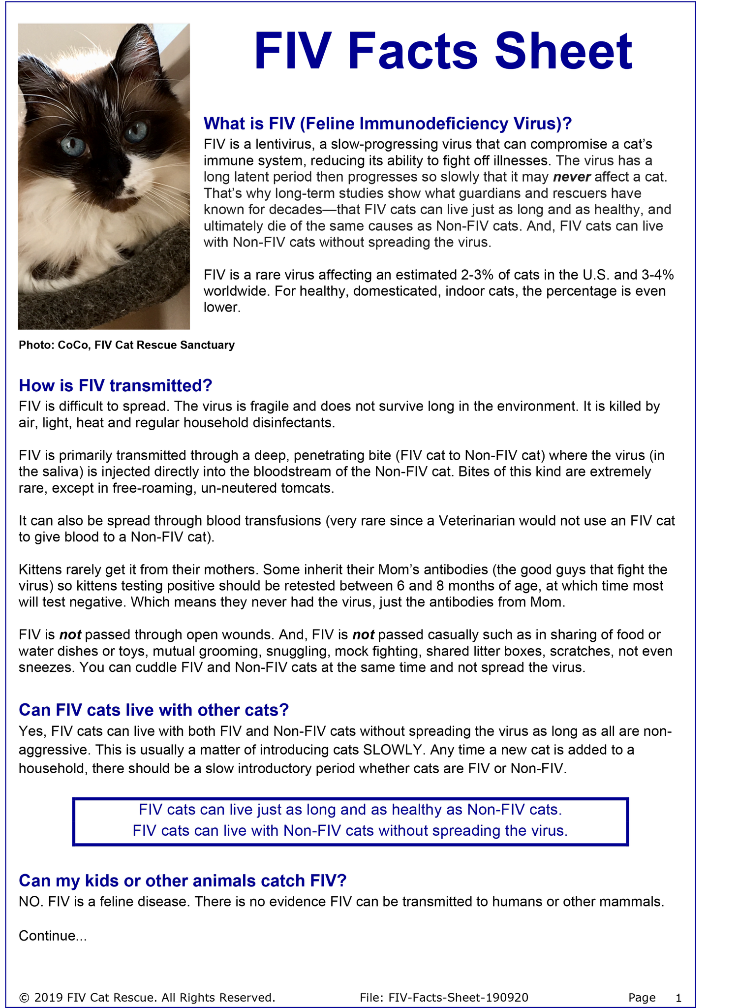Photo inspiration: Cat Health Ensure Cat Wellbeing Learn Care Today Photo Inspiration