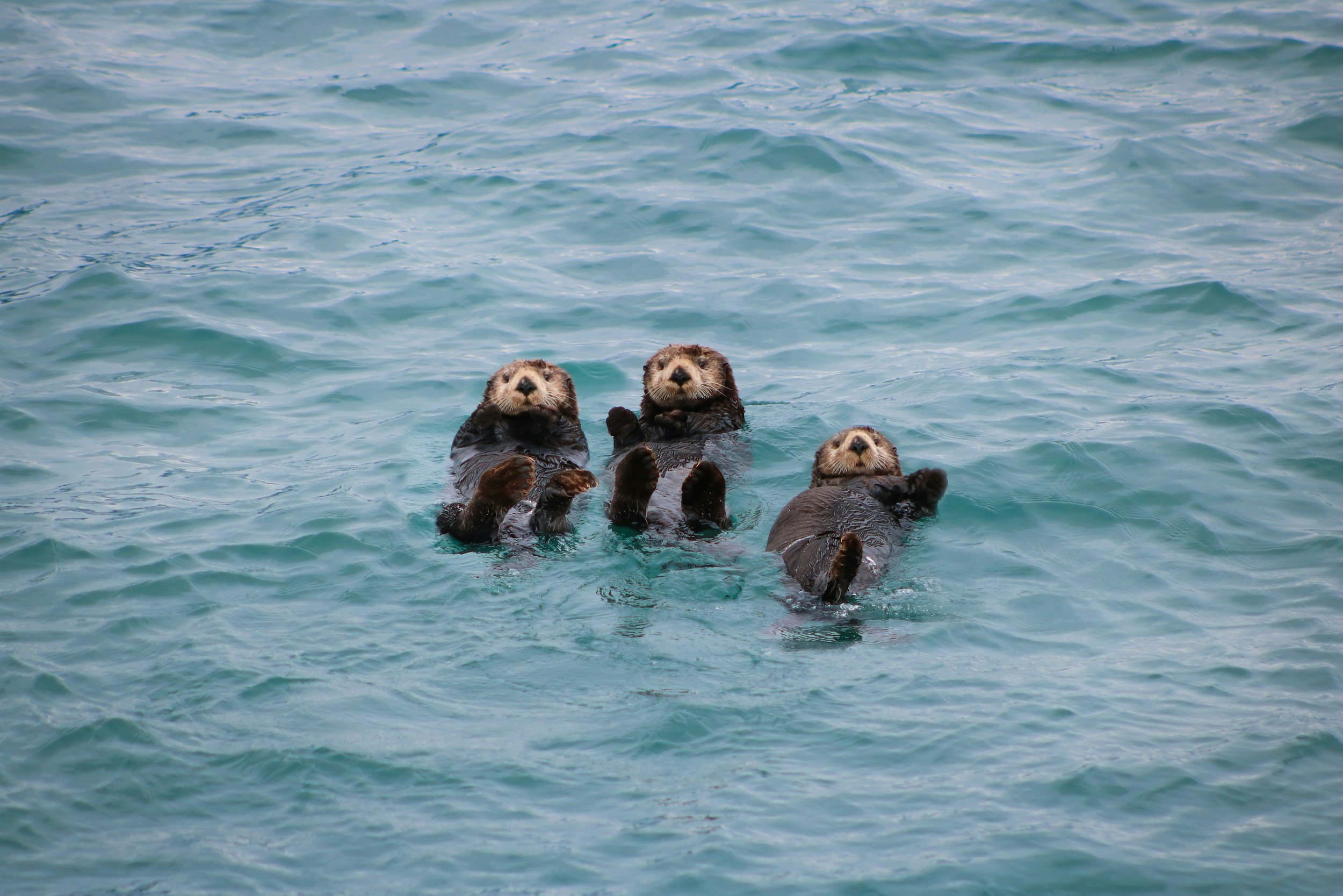 Application Deadline: Utilizing River Otters and Trail Cameras to Build Data Literacy in Your Classroom