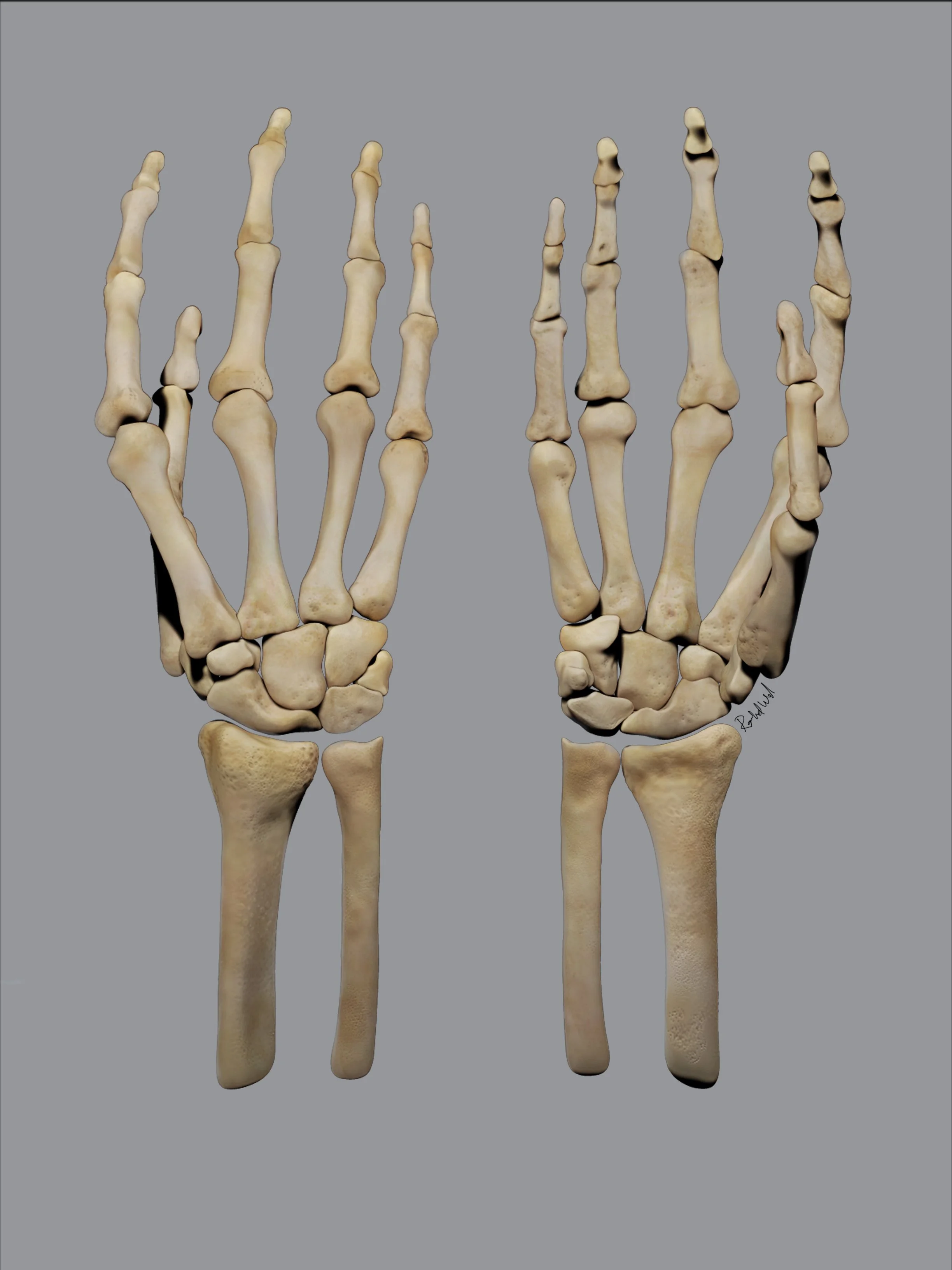 Finalbones.jpg