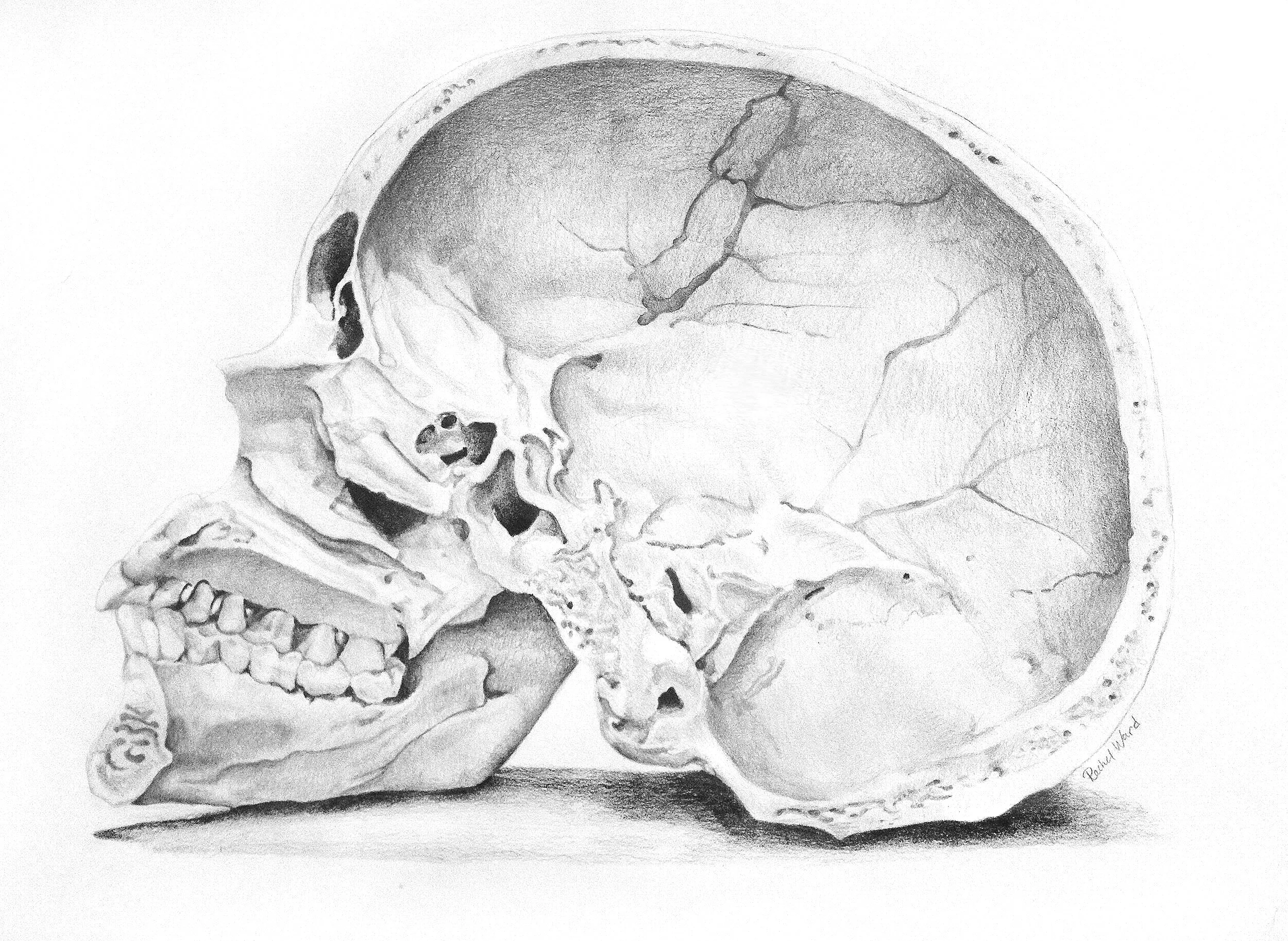 sagitalskull.jpg