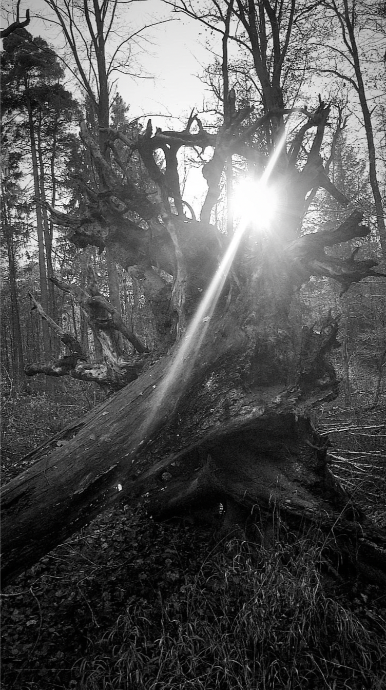 Bildschirmfoto 2026-09-23 um 12.21.33.png
