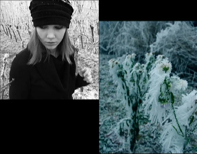 Muted color photograph of frozen plants, symbolic and quiet environmental detail