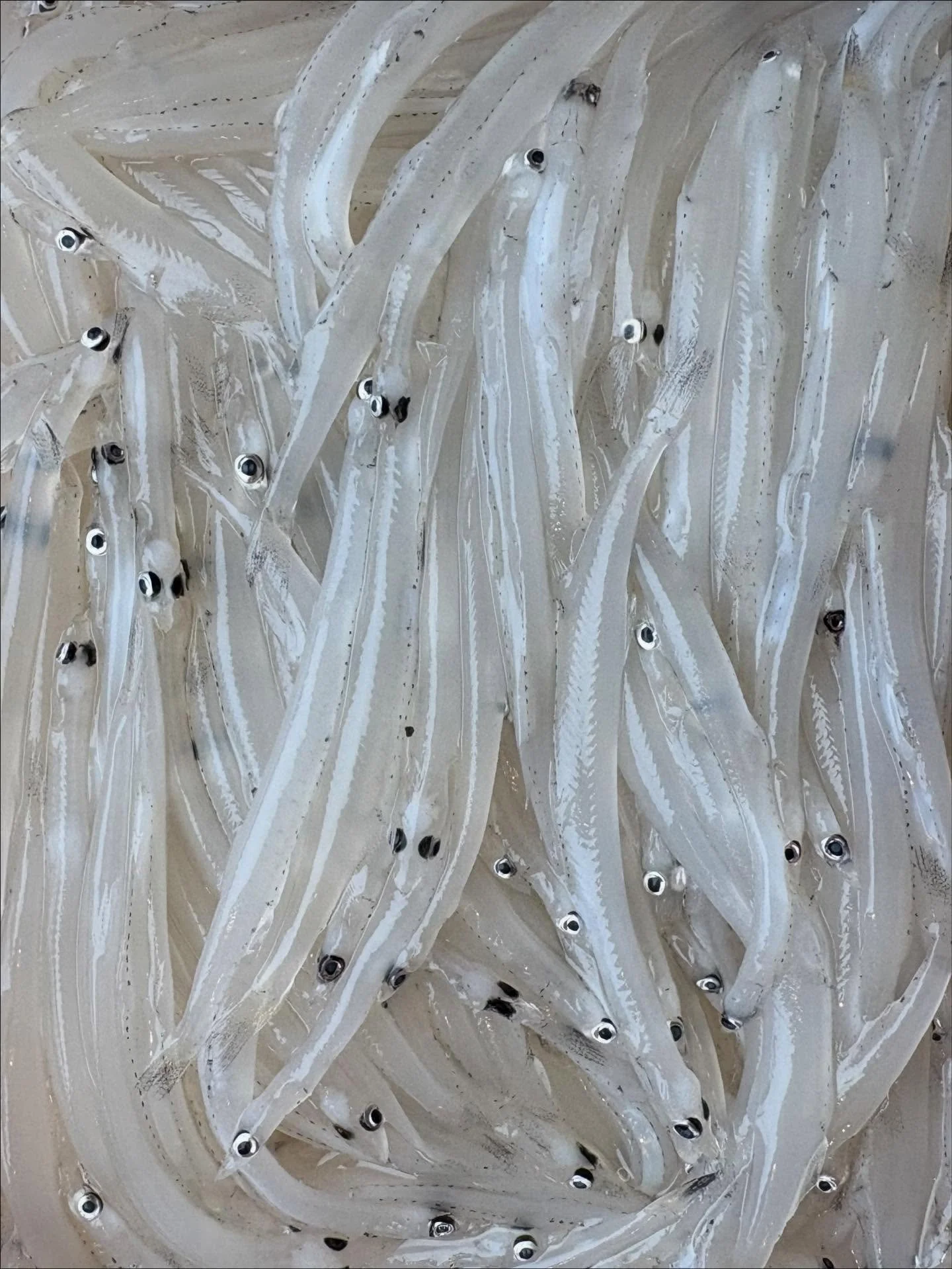 These are baby eels! Some of you answered Shirauo, nice try! Baby eels and shirauo are both translucent creatures, however they are different species! Baby eels are the larval stage of eels and shirauo are a type of fish.

Curious about how chef Zach