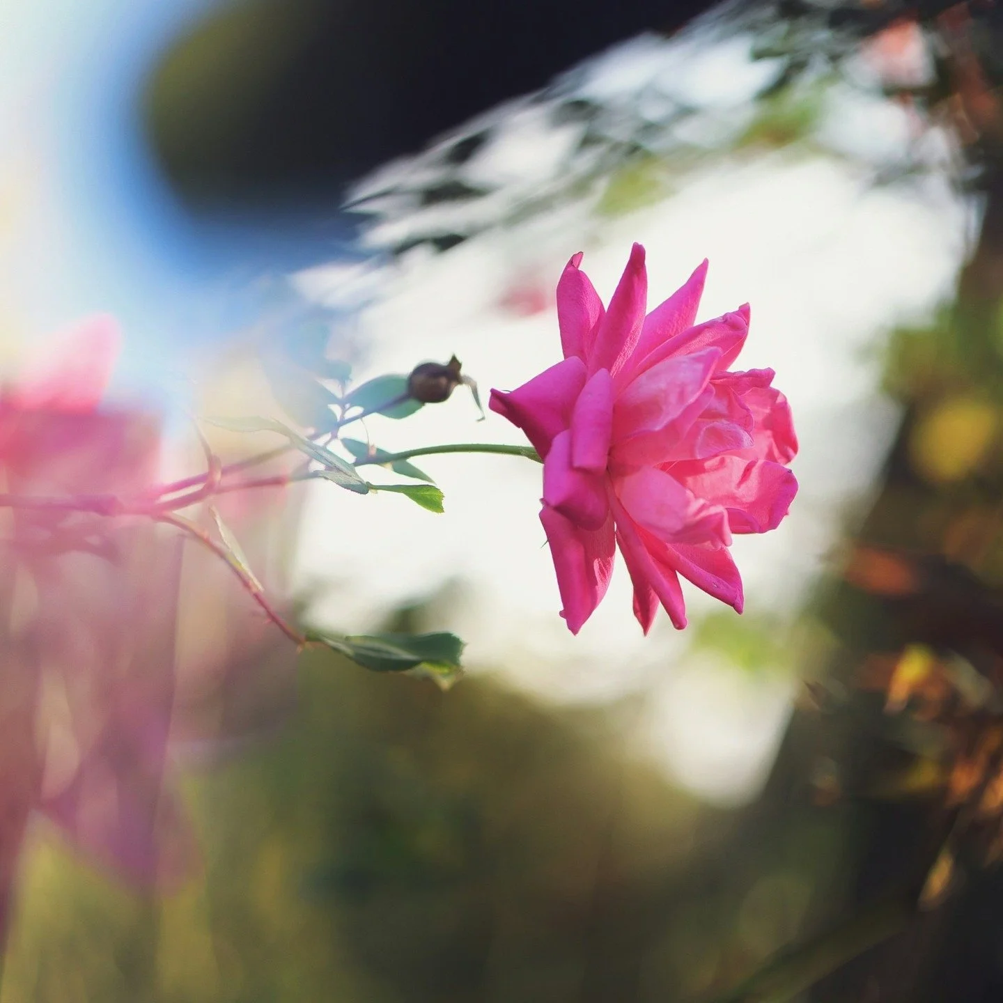 Open your eyes to the flowers. See the world as they do. Challenge yourself to live differently — to express each moment fully.
#burningbright #smellsomethingreal #flwrnapavalley