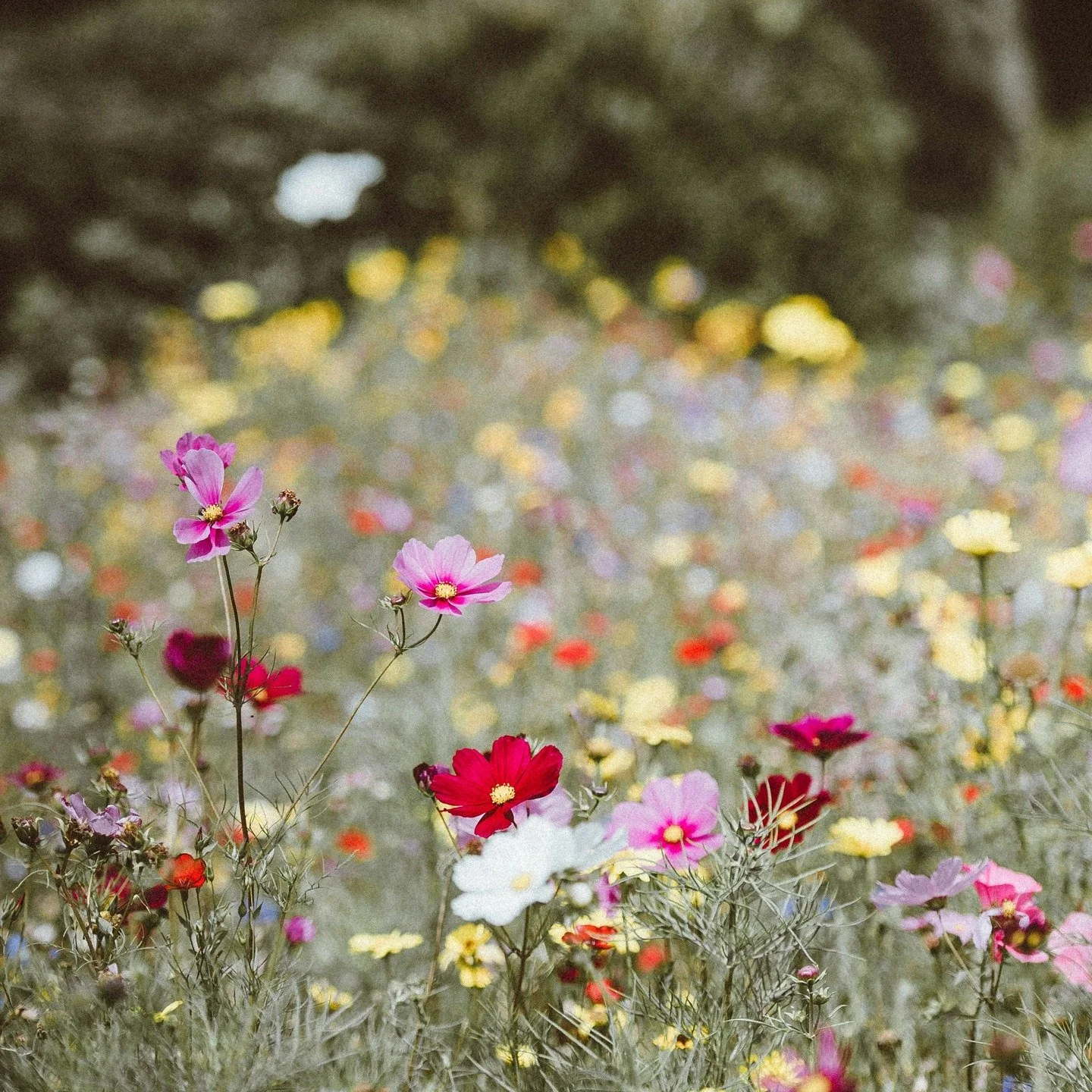 I've been playing around with simple ideas about scent and nature, things that are truisms for me, and I wanted to share a handful with you today. The first is that nature is all around us, and it is our job to notice it. The second is that plants co